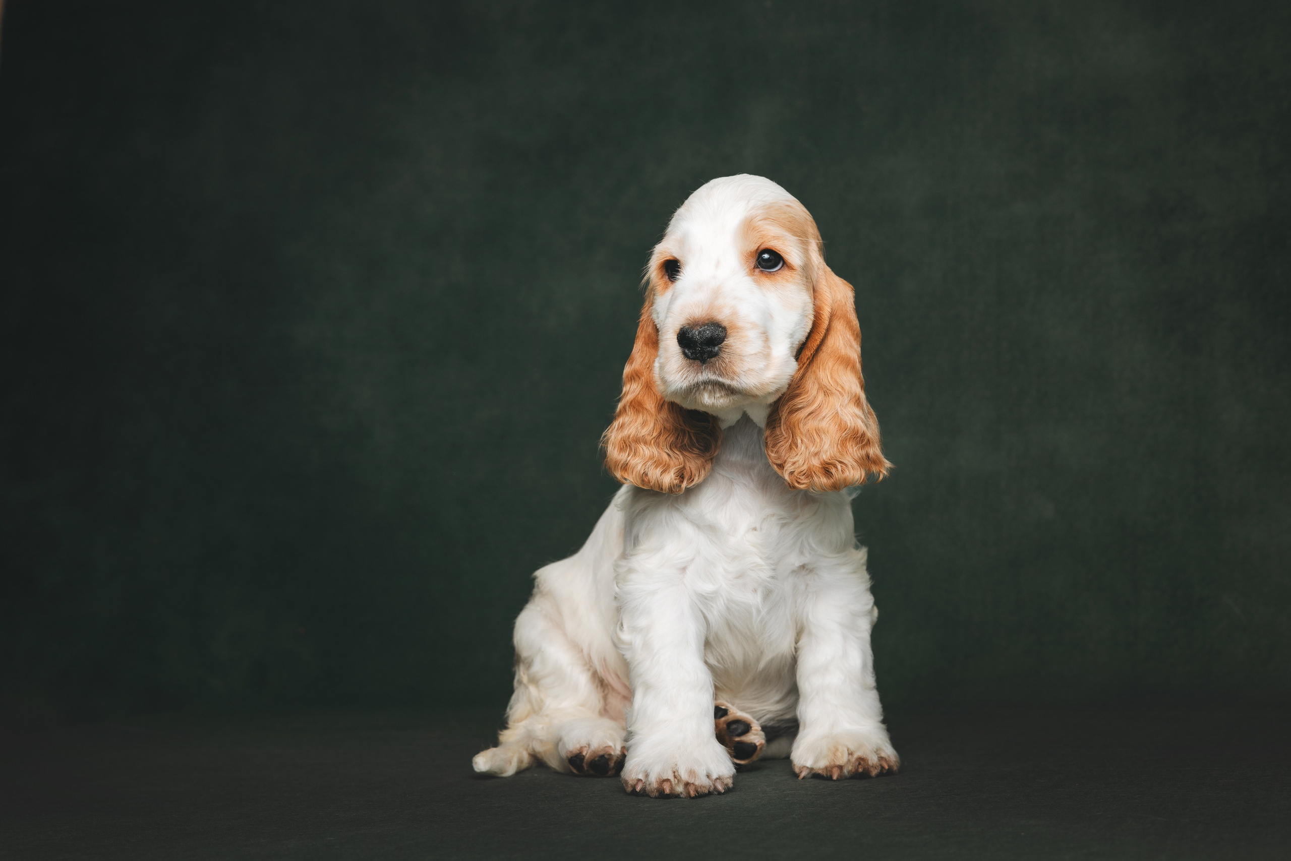 Английские коккер-спаниели. Фотограф анималист Осипчикова Мария