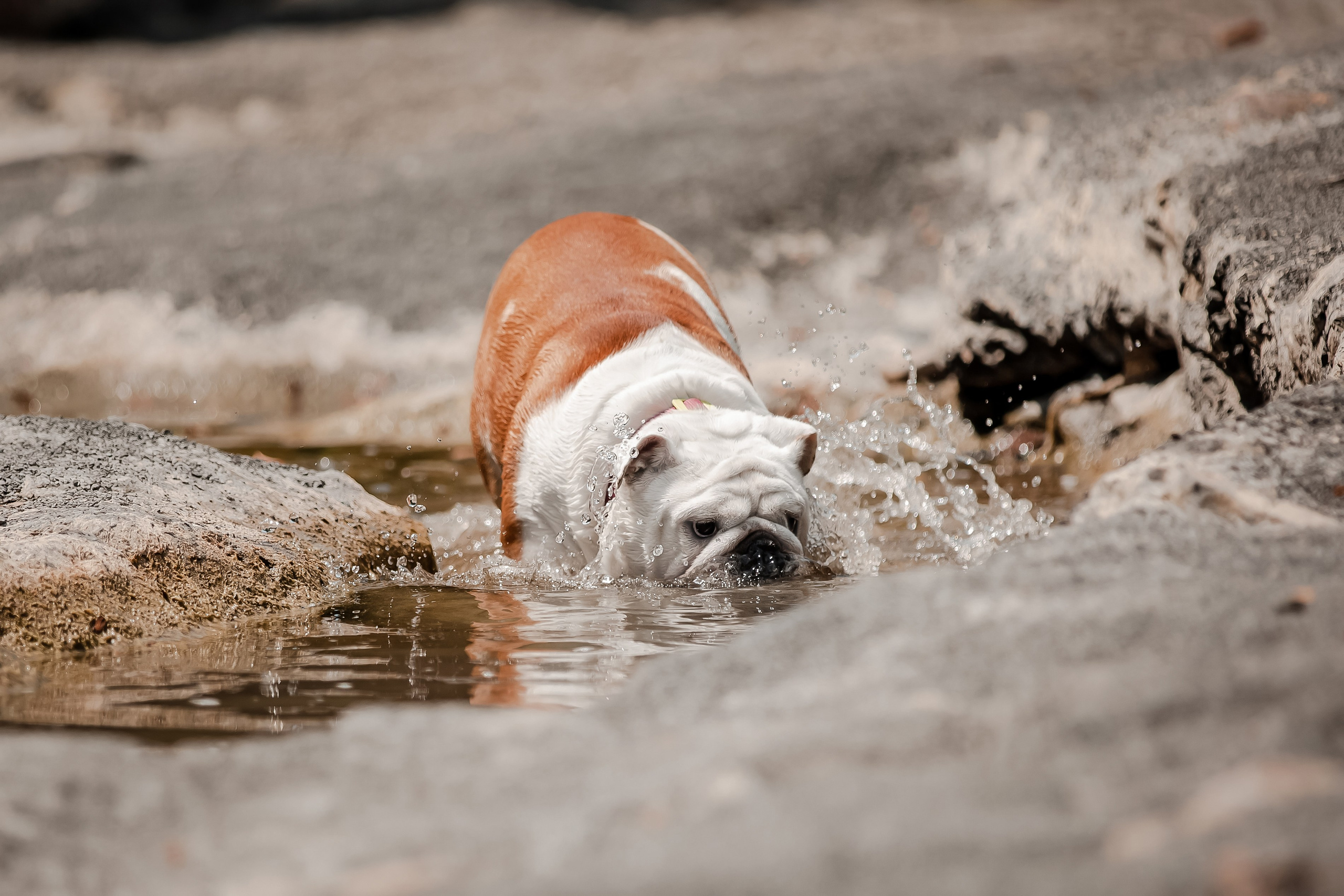 Фотосессия английского бульдога на речке. Фотограф-анималист в Краснодаре Маша Мельникова