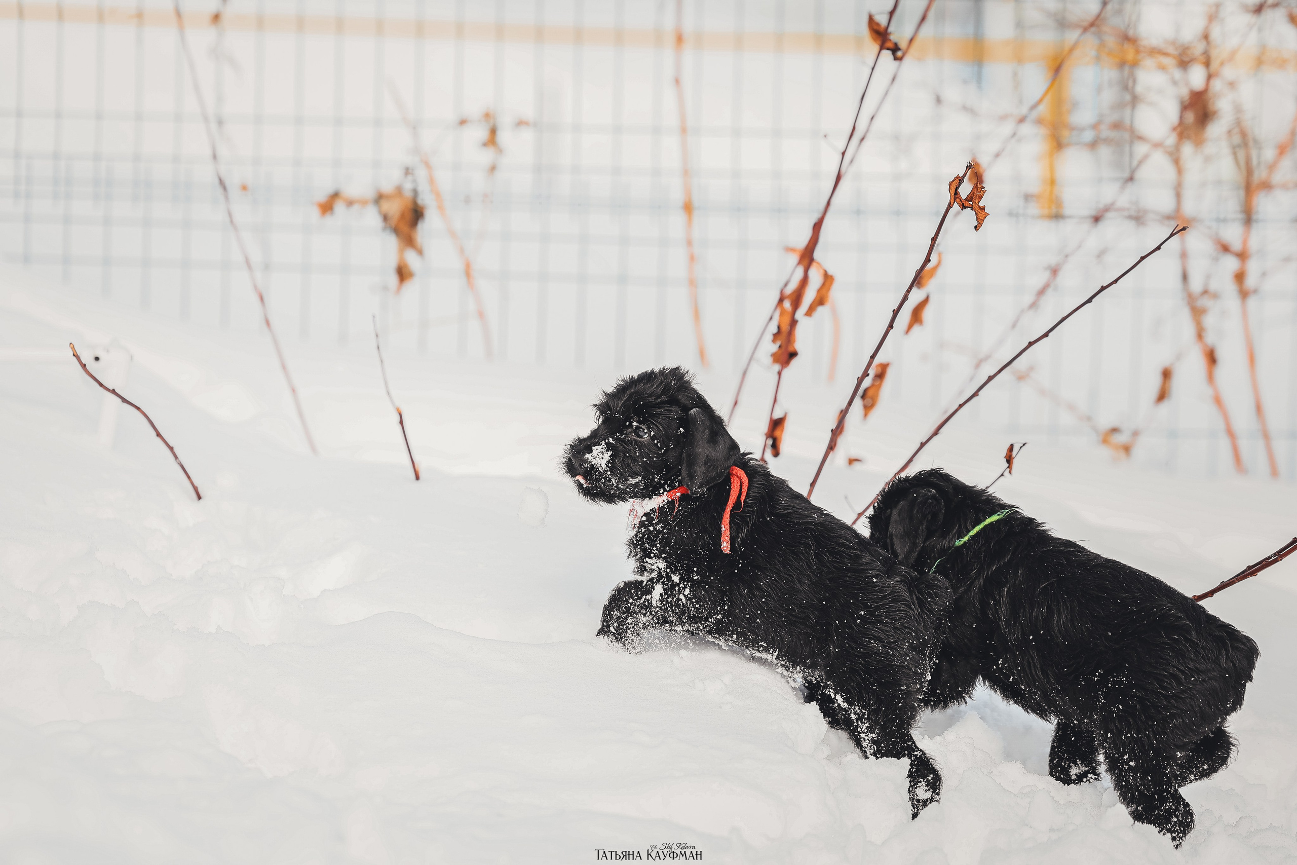 Ризеншнауцер, щенки ризеншнауцера, купить ризеншнауцера, купить щенка, ризеншнауцер Новосибирск, фотосъемка щенков, фотосессия собак, заказать фотосессию, фотографии щенков, сфотографировать щенка, фотограф Анималист, фотограф собак Новосибирск, фотограф анималист Новосибирск