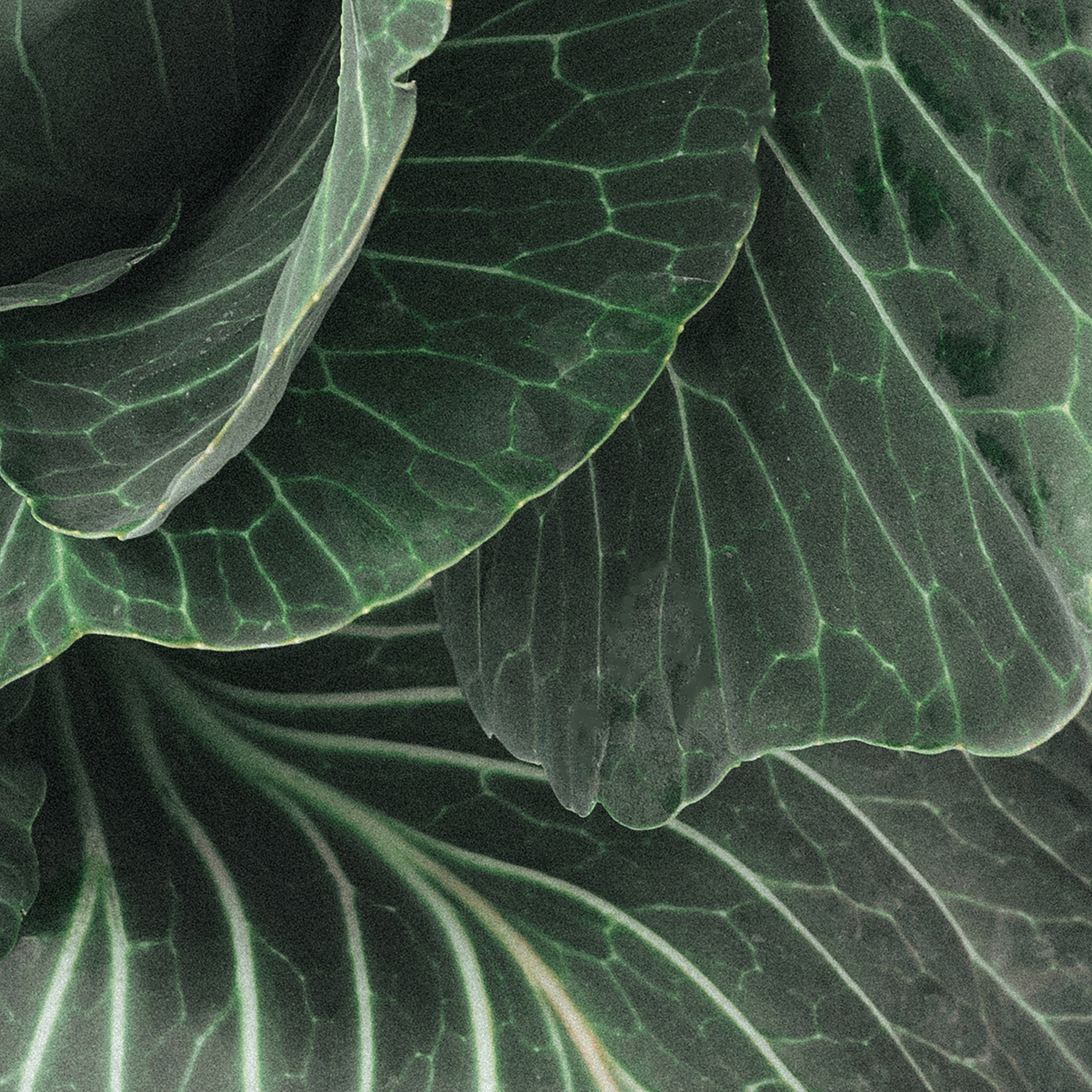 CHANEL. Никонёнок Анна фотограф