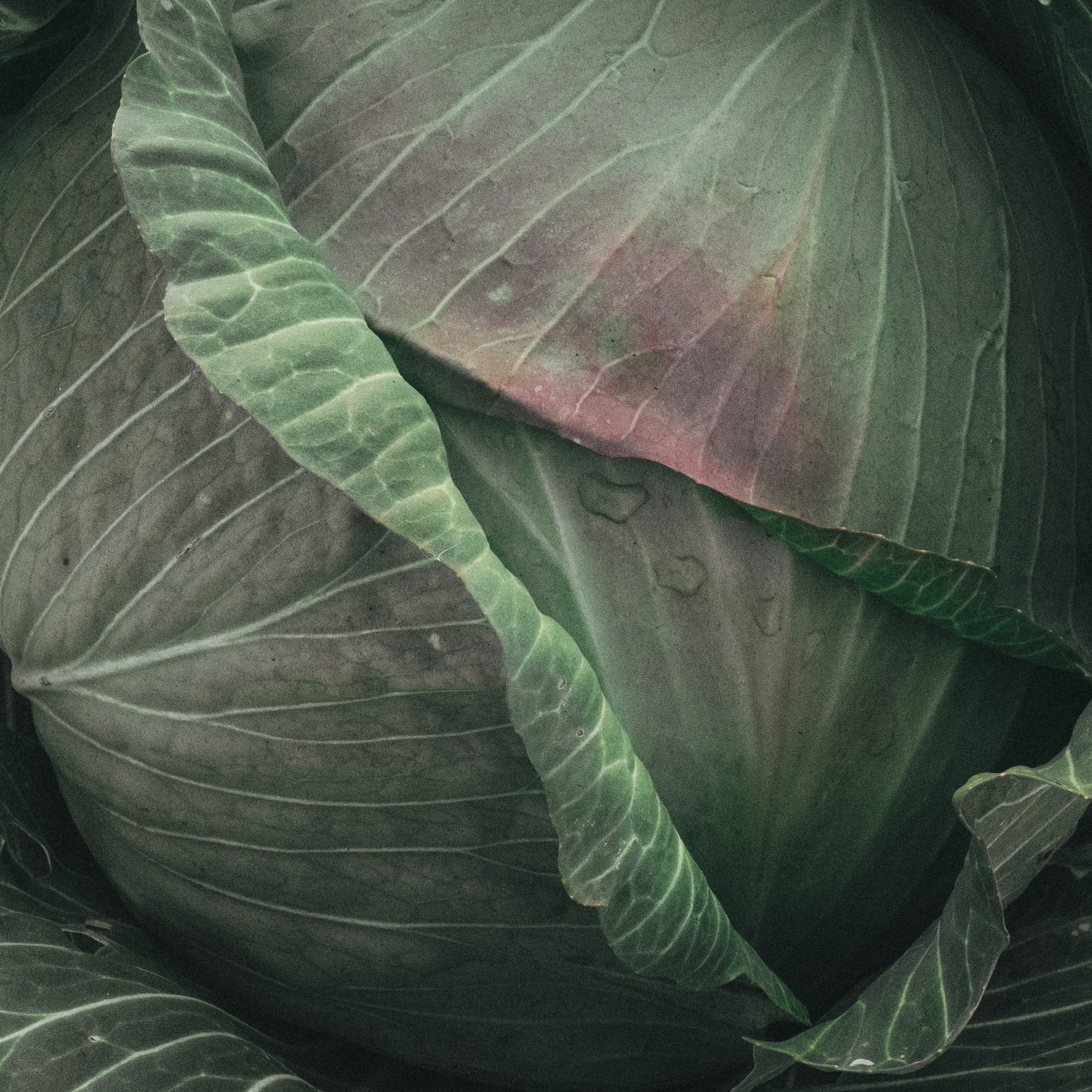 CHANEL. Никонёнок Анна фотограф