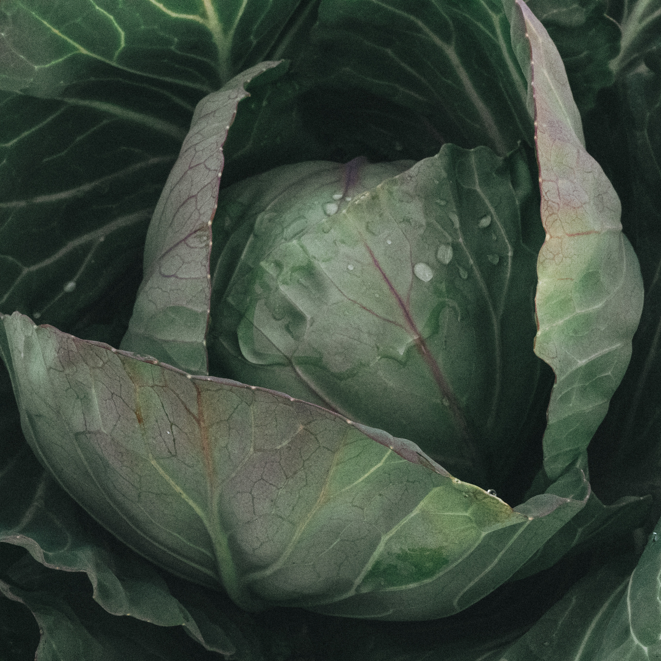 CHANEL. Никонёнок Анна фотограф