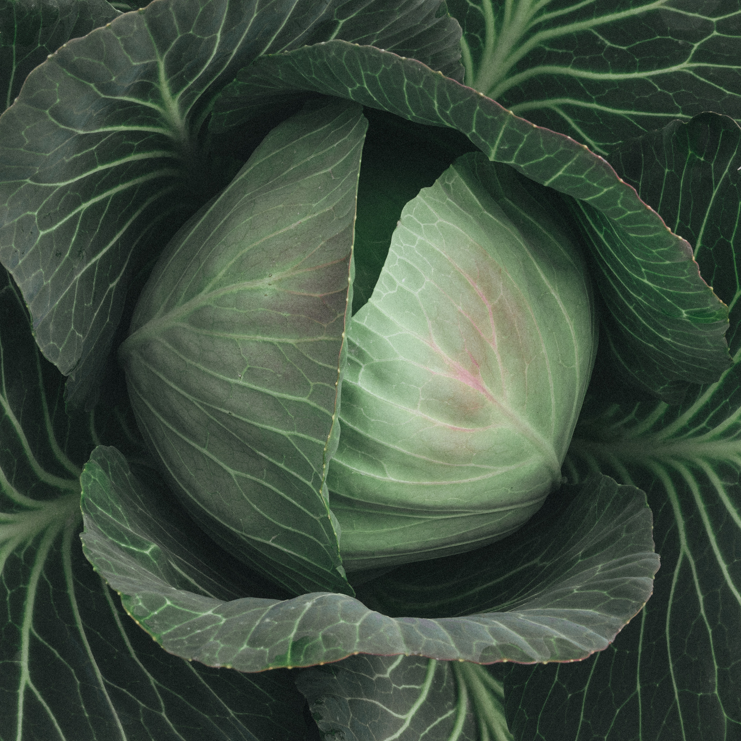 CHANEL. Никонёнок Анна фотограф