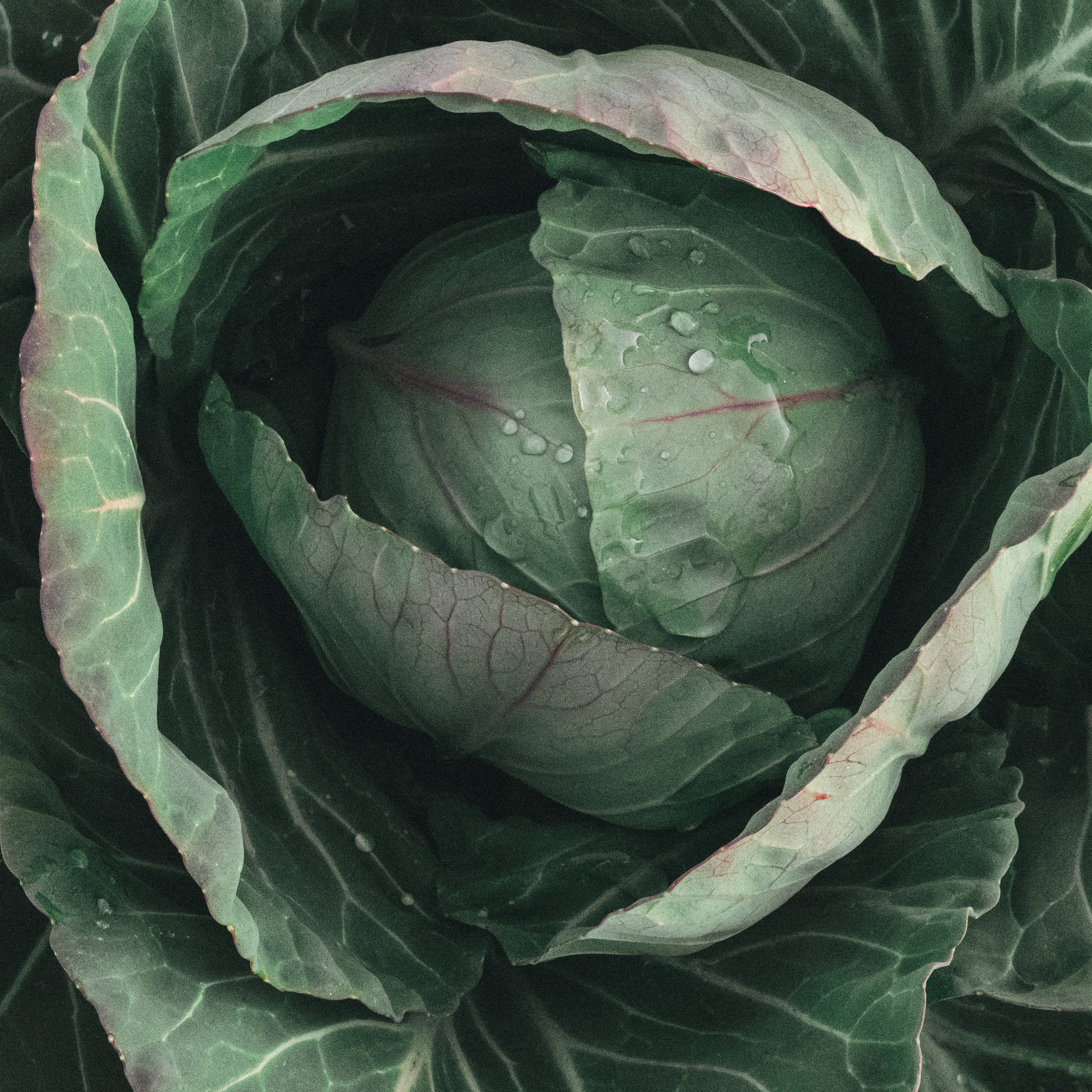 CHANEL. Никонёнок Анна фотограф