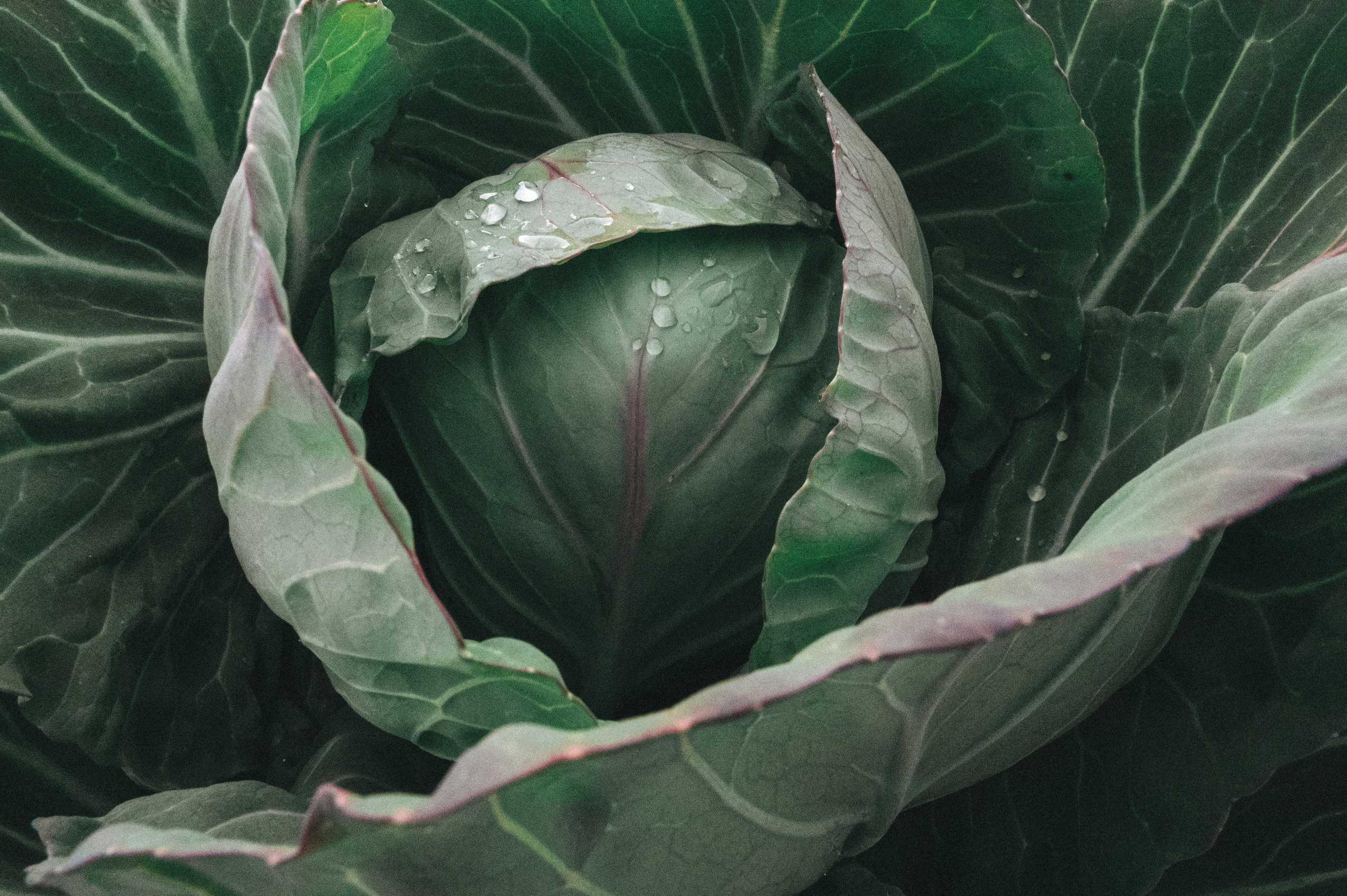 CHANEL. Никонёнок Анна фотограф