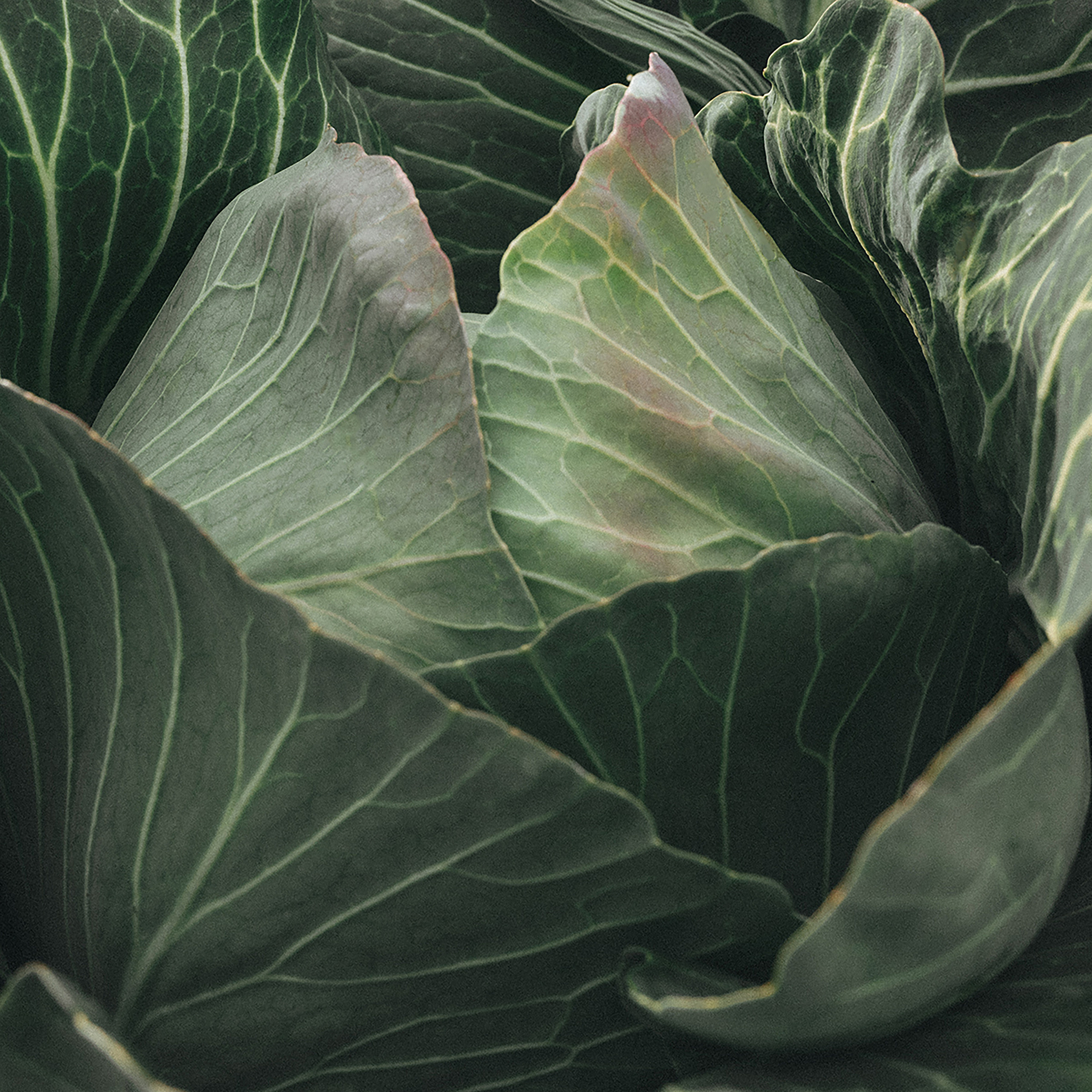 CHANEL. Никонёнок Анна фотограф