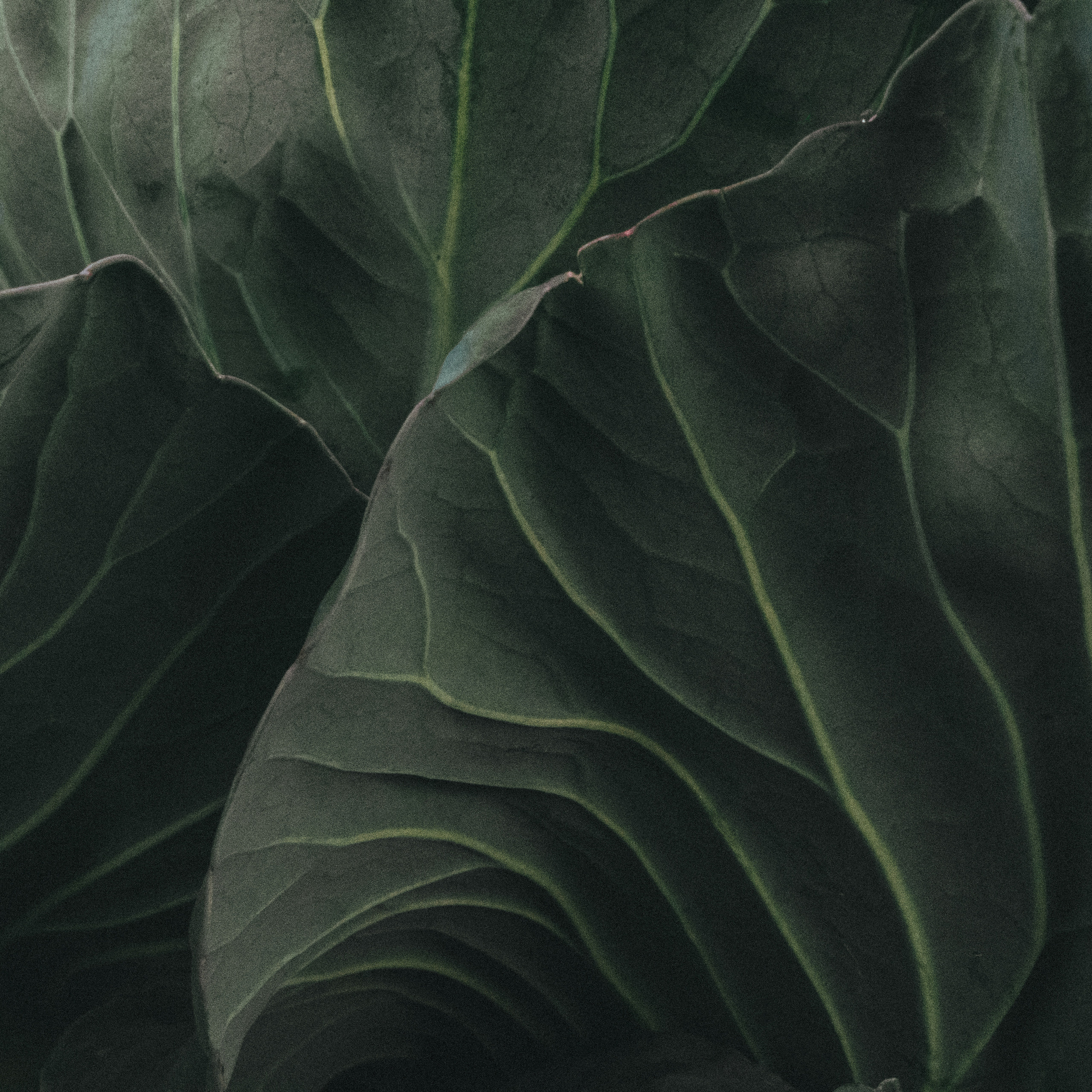 CHANEL. Никонёнок Анна фотограф