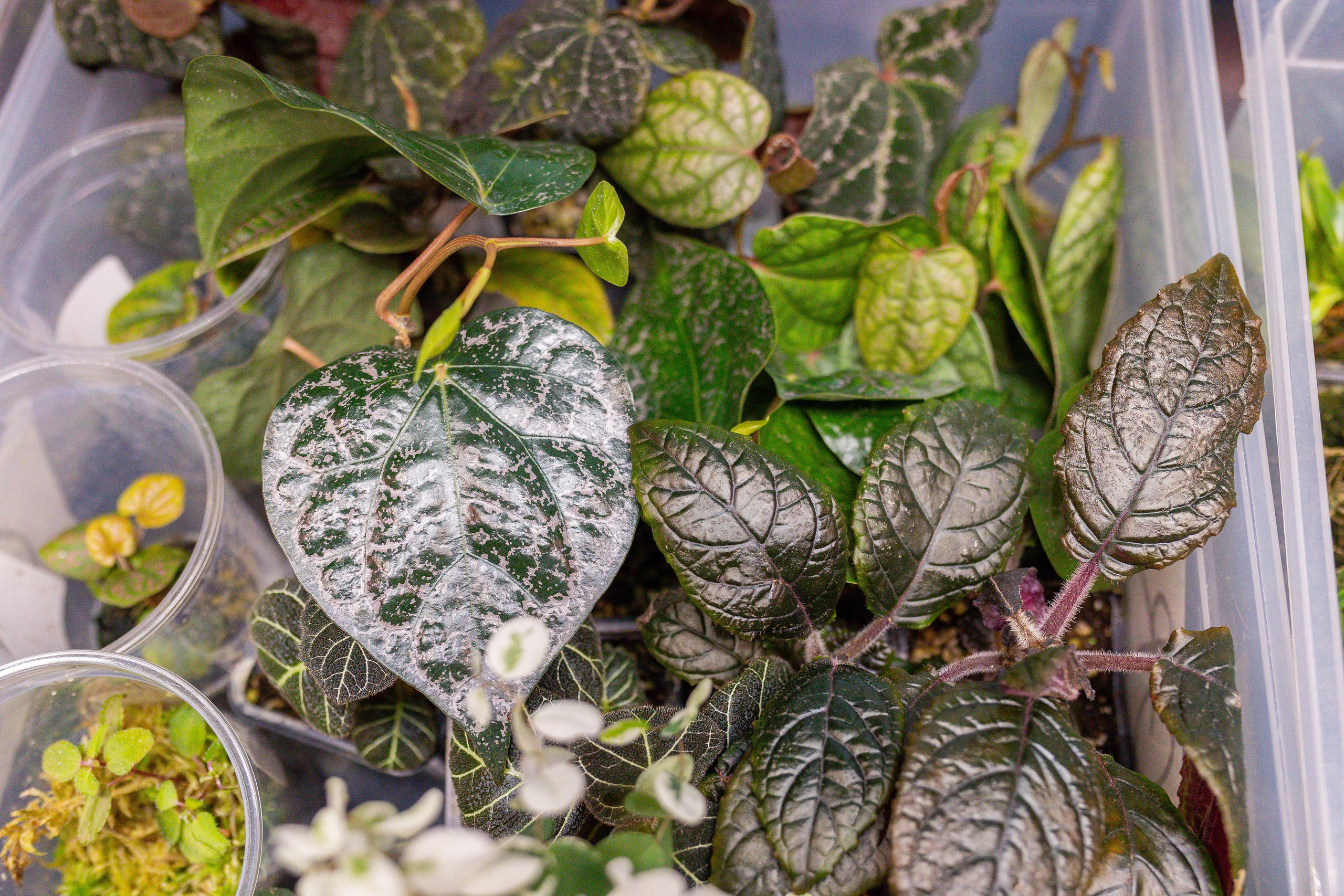 Монстериум 11–12 октября. Александра Куликова фотограф, Москва