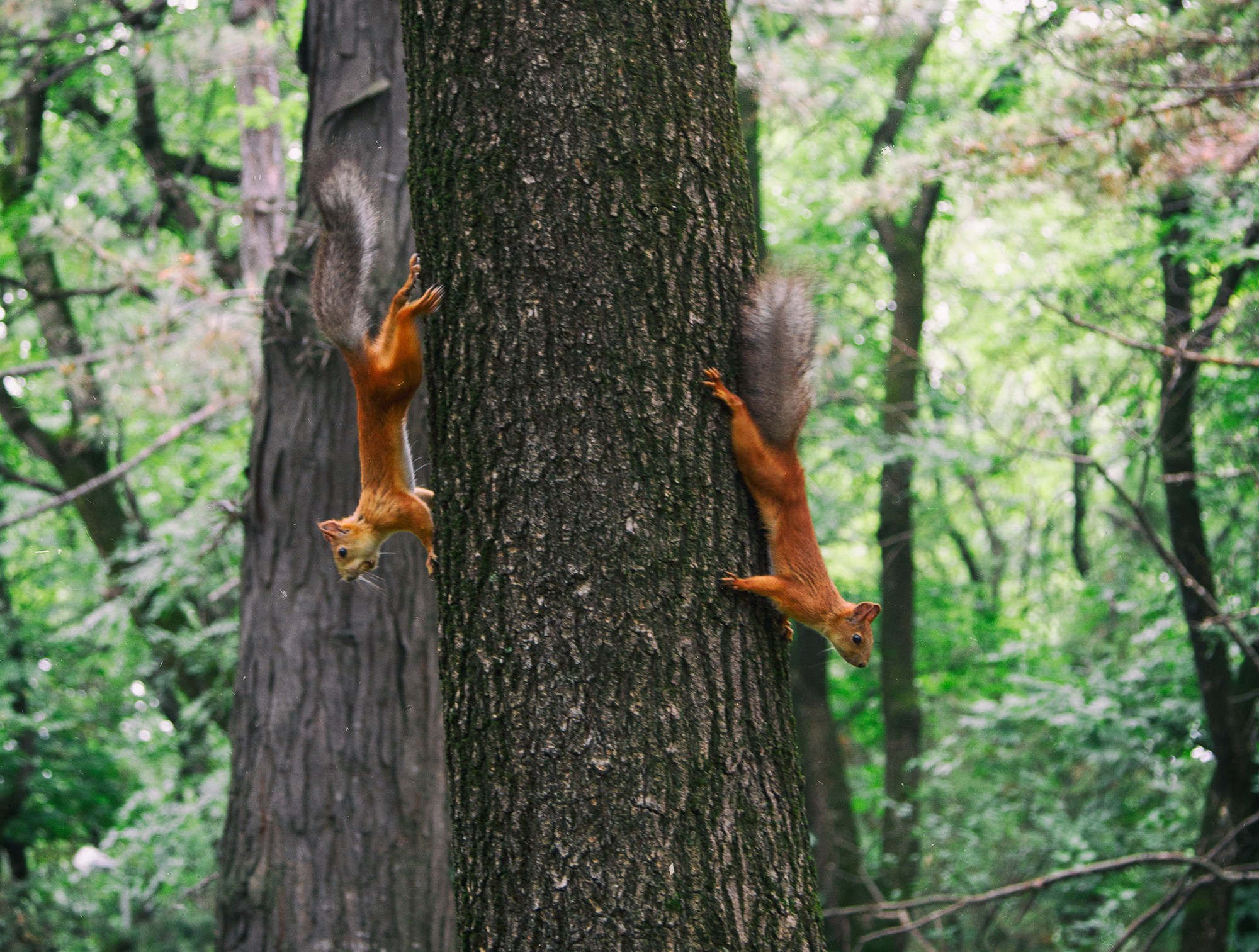 Фотограф Алексей Седойкин