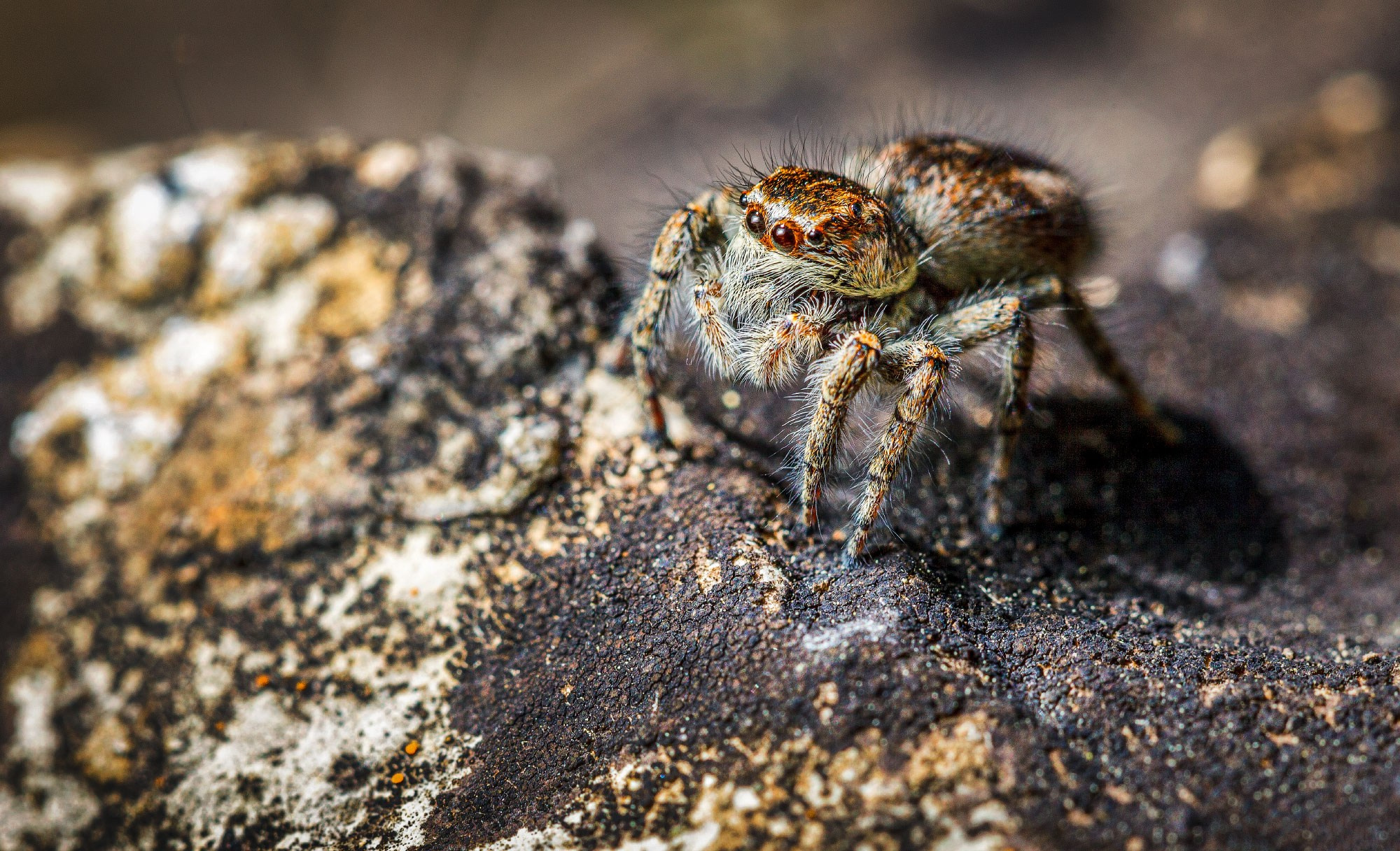 свадебный фотограф Геленджик