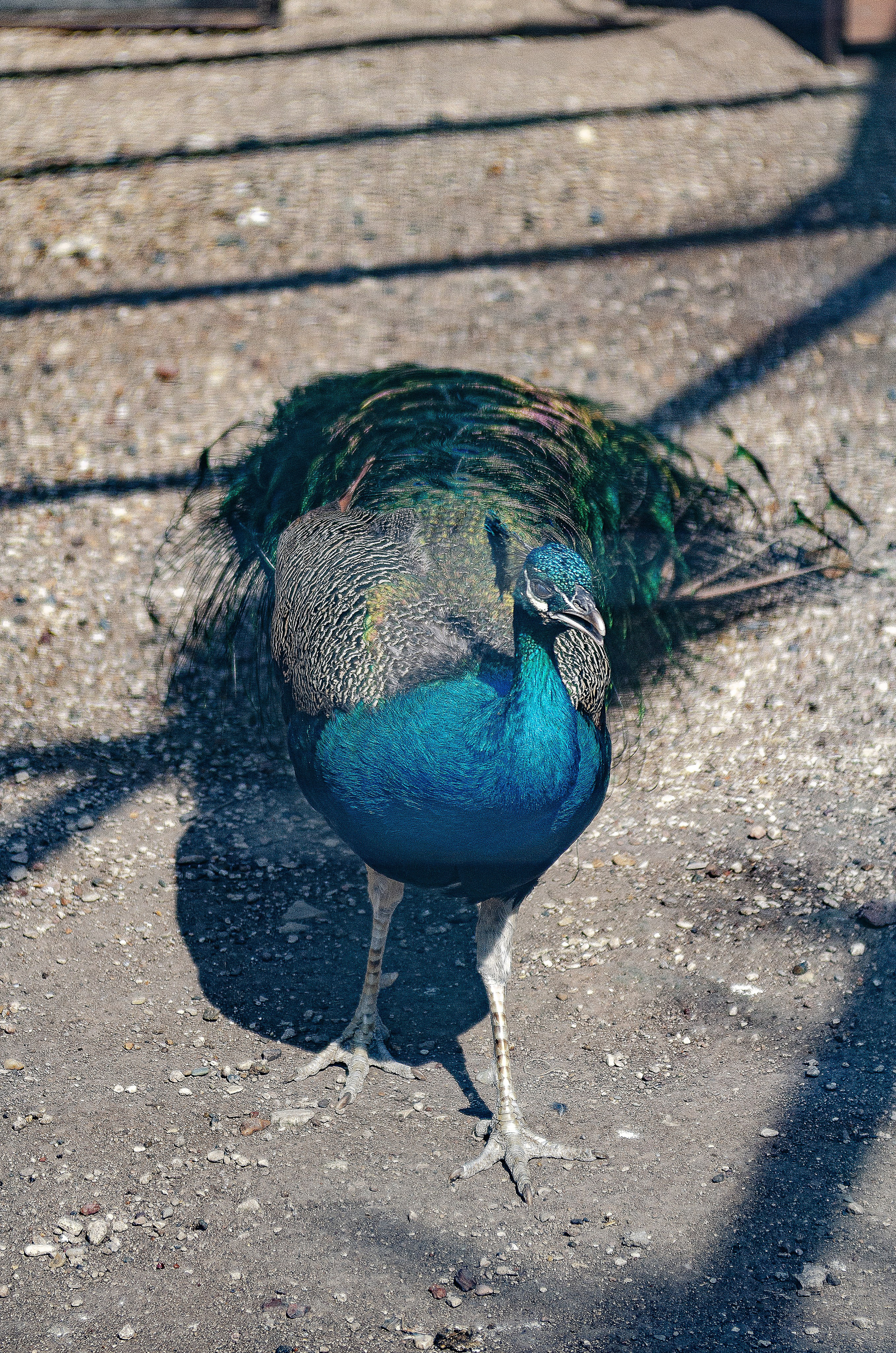 Птицы.Животные. Sreda fotoArt