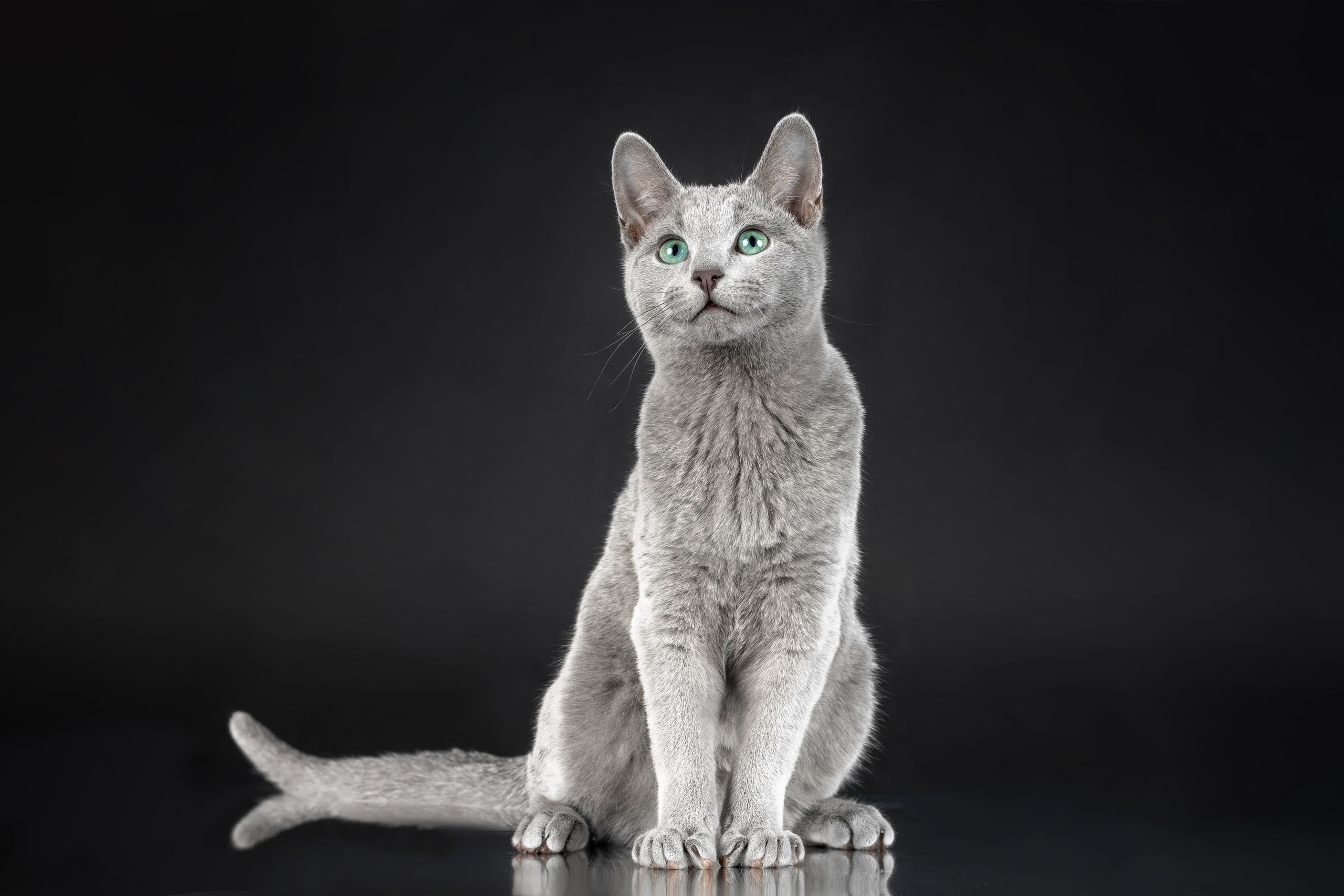 Стендовая съёмка на выставках кошек. Фотограф-анималист в Омске Екатерина Маричева