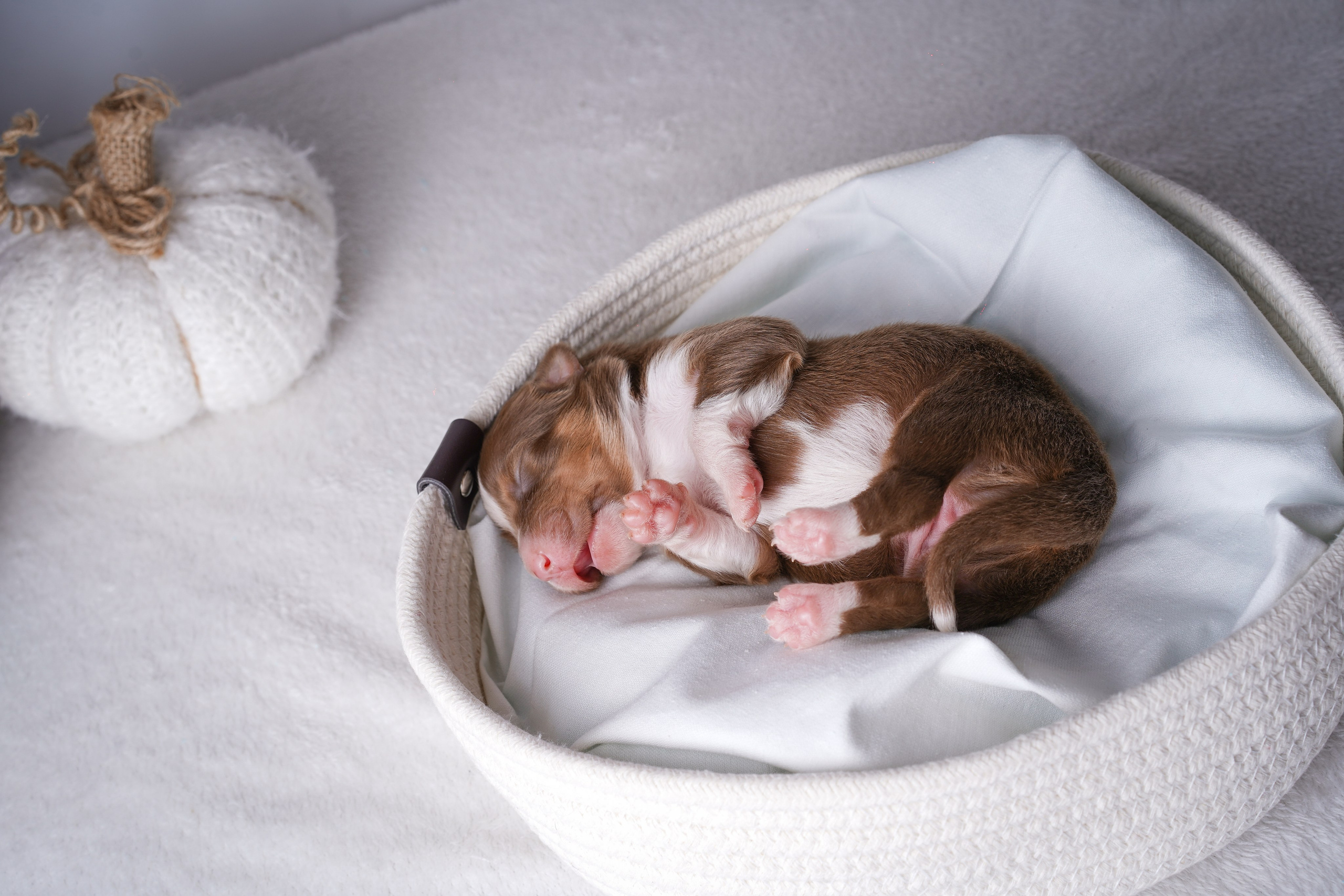 Щенули аусси. Фотограф-анималист в Санкт-Петербурге Яна Мартынова