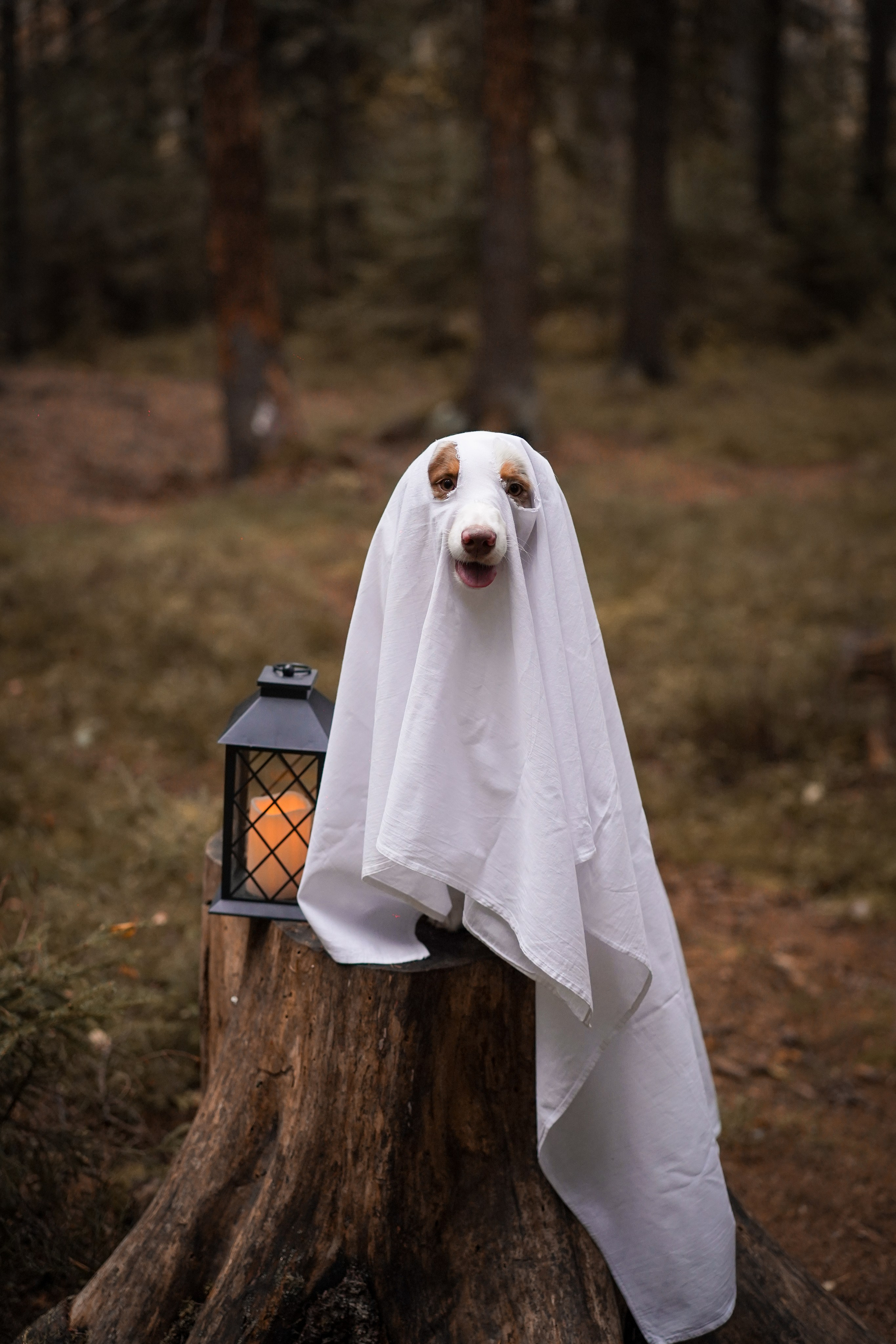 Панда тыковки. Фотограф-анималист в Санкт-Петербурге Яна Мартынова
