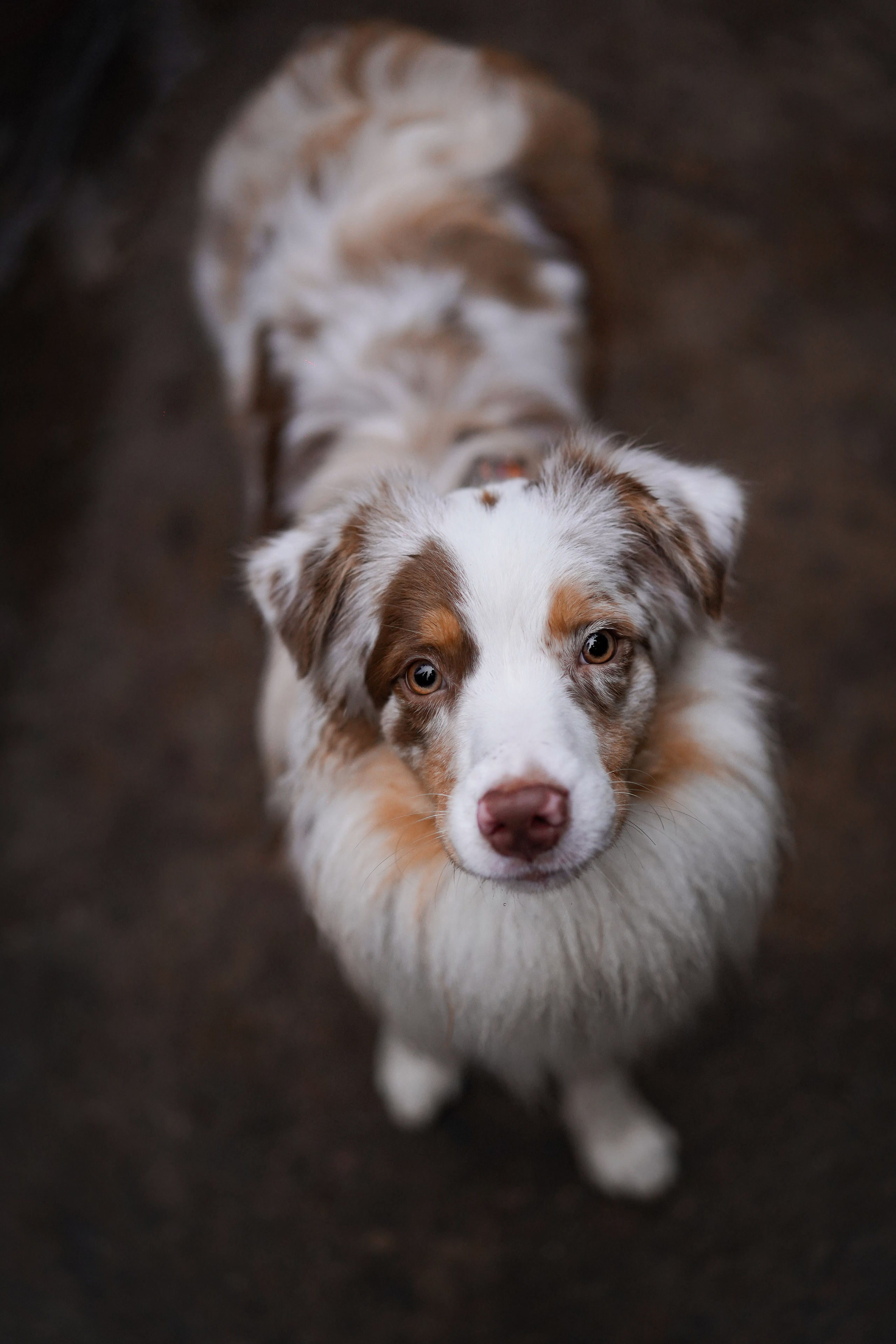 Панда Ноябрь. Фотограф-анималист в Санкт-Петербурге Яна Мартынова