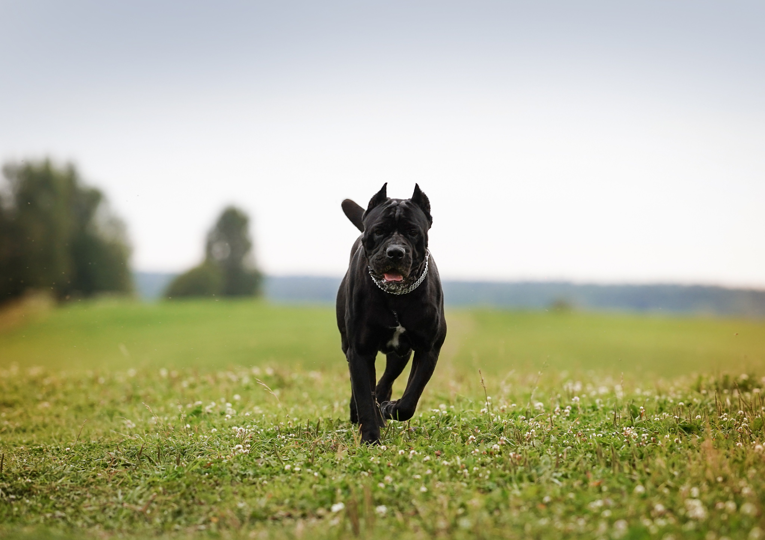 Юлия Костя и Виннер. Фотограф-анималист в Санкт-Петербурге Яна Мартынова