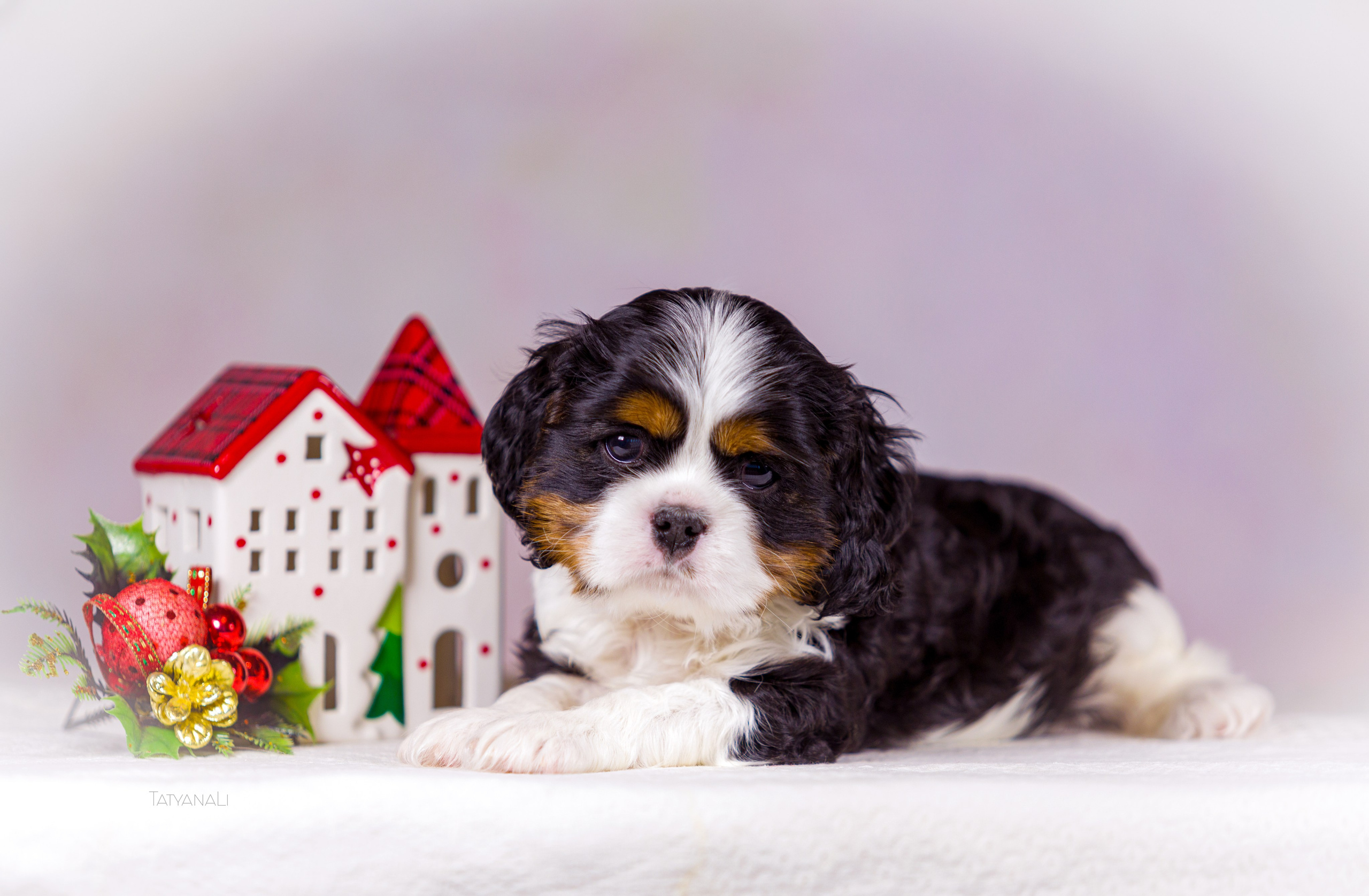 Кавалер-Кинг-Чарльз-Спаниель. Фотограф — анималист Татьяна Ли