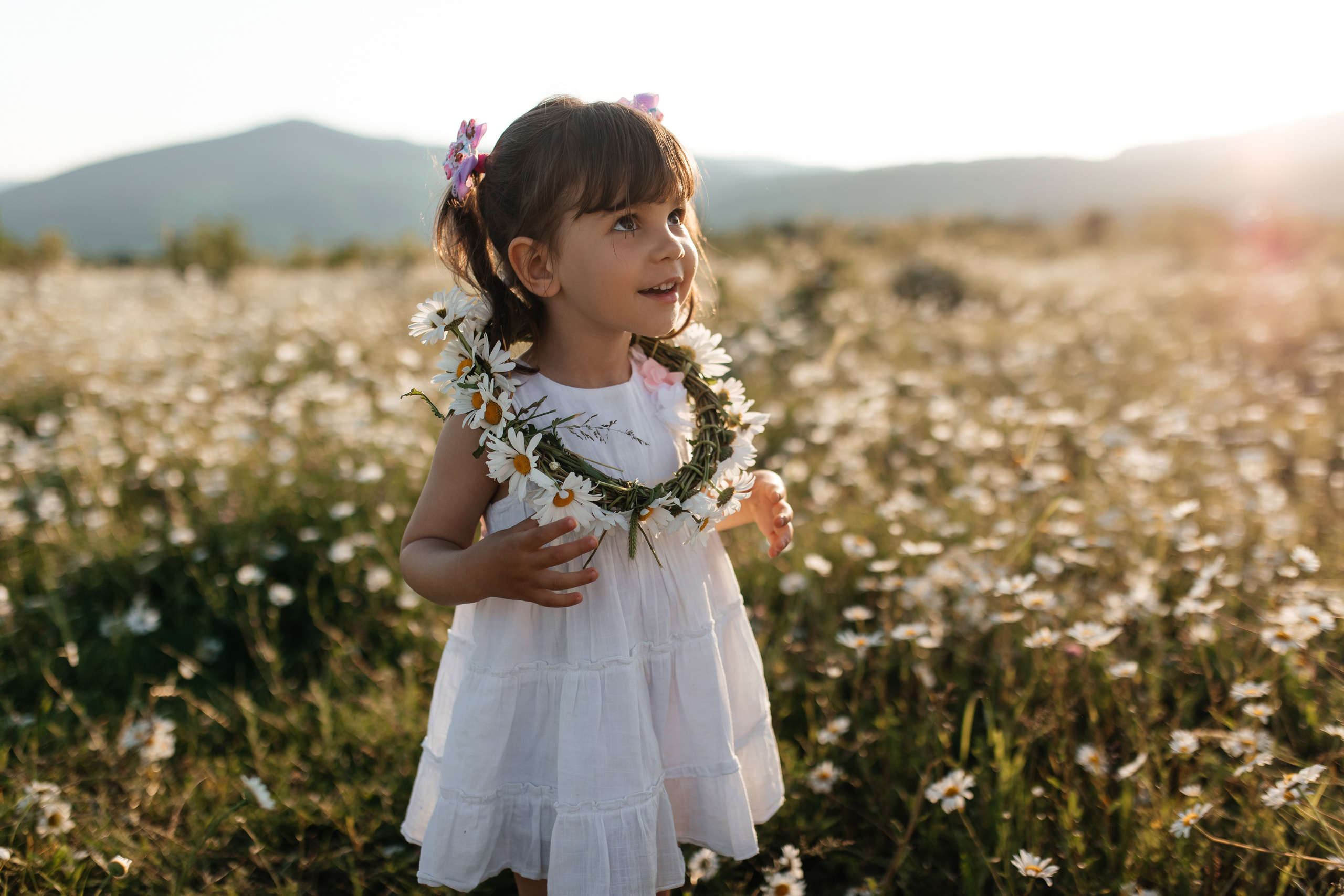 Daisies. ФОТОГРАФ