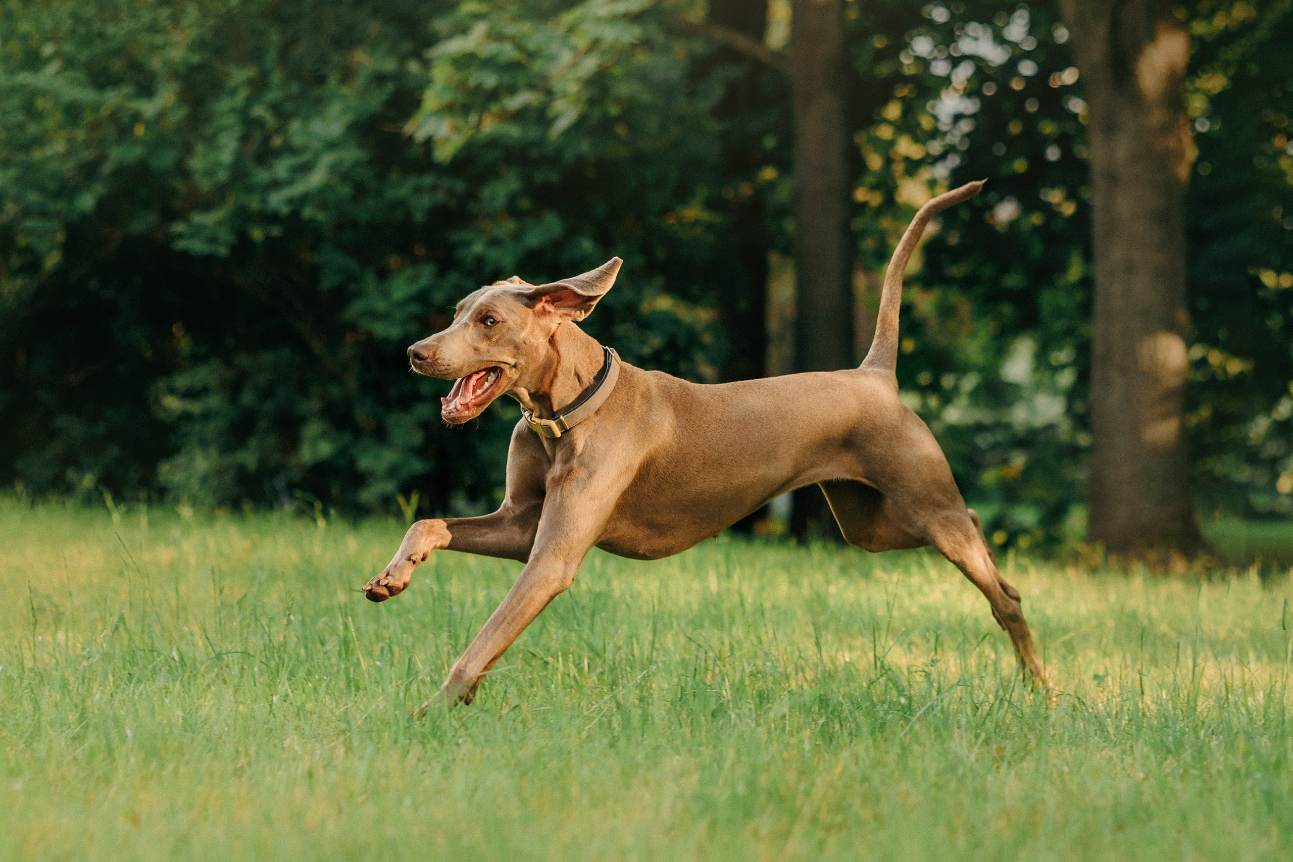 Соня и Майли. Фотограф-анималист Елена Радченко, Москва