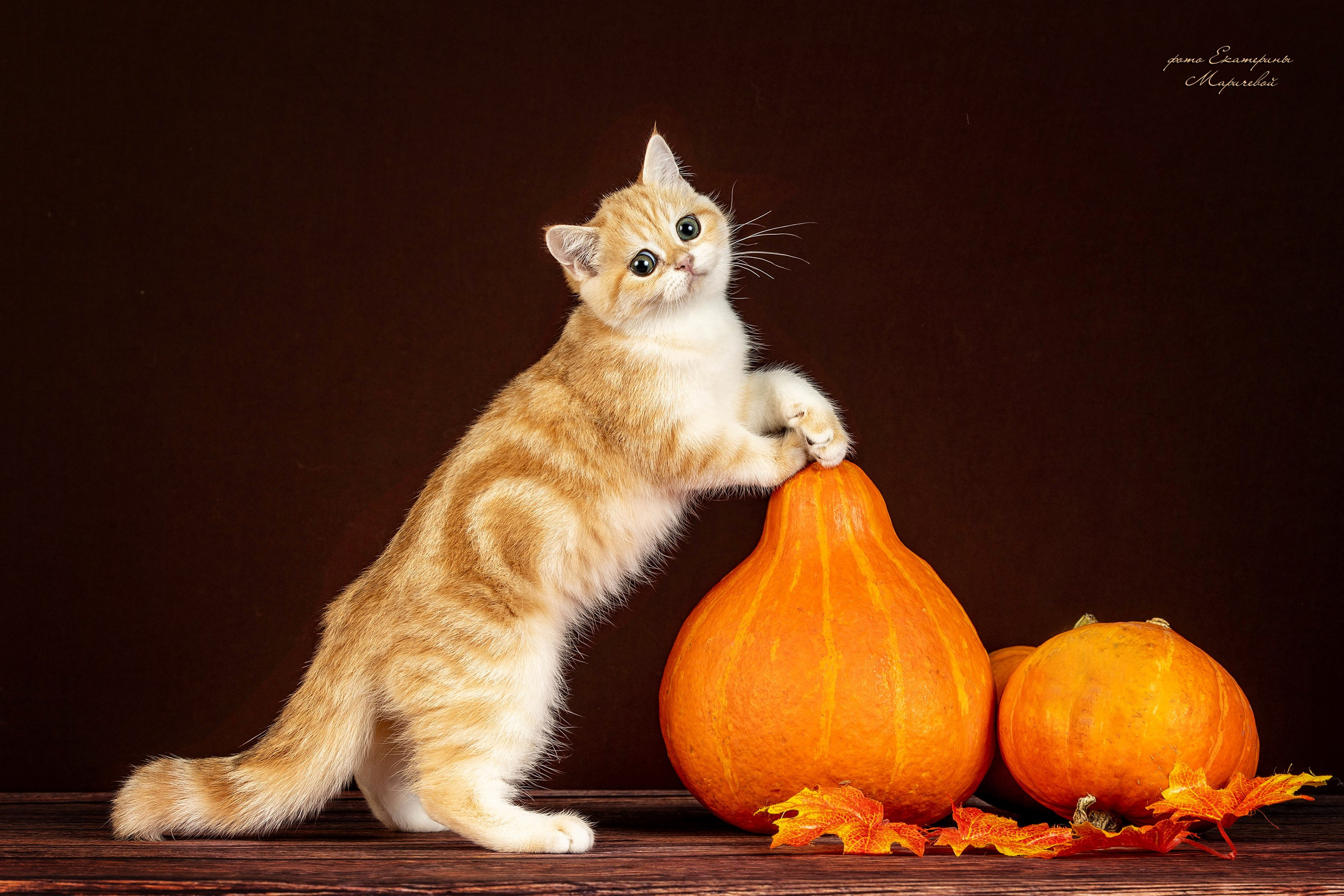Стендовая съёмка на выставках кошек. Фотограф-анималист в Омске Екатерина Маричева