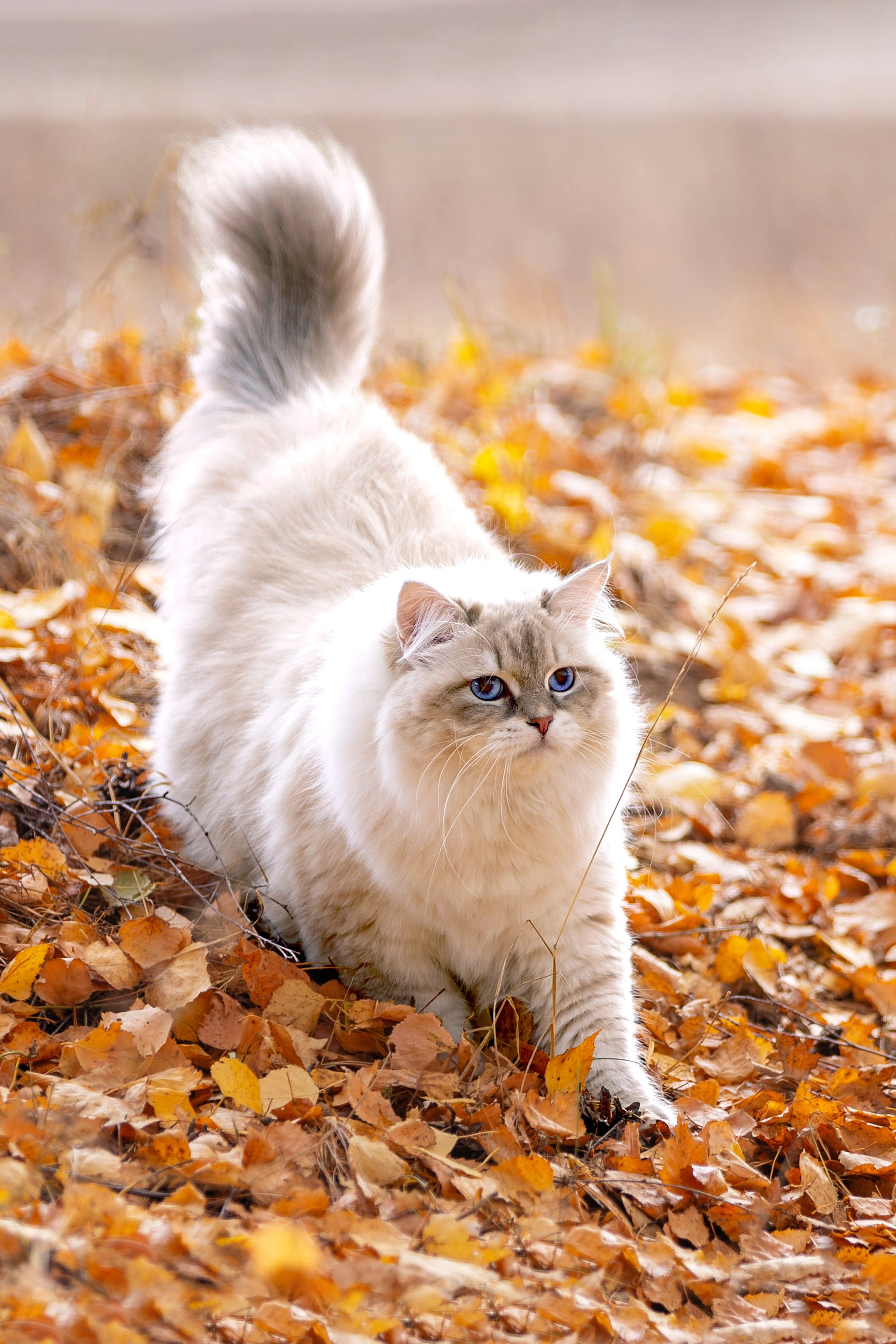 Выездная съёмка с естественным светом. Фотограф-анималист в Омске Екатерина Маричева