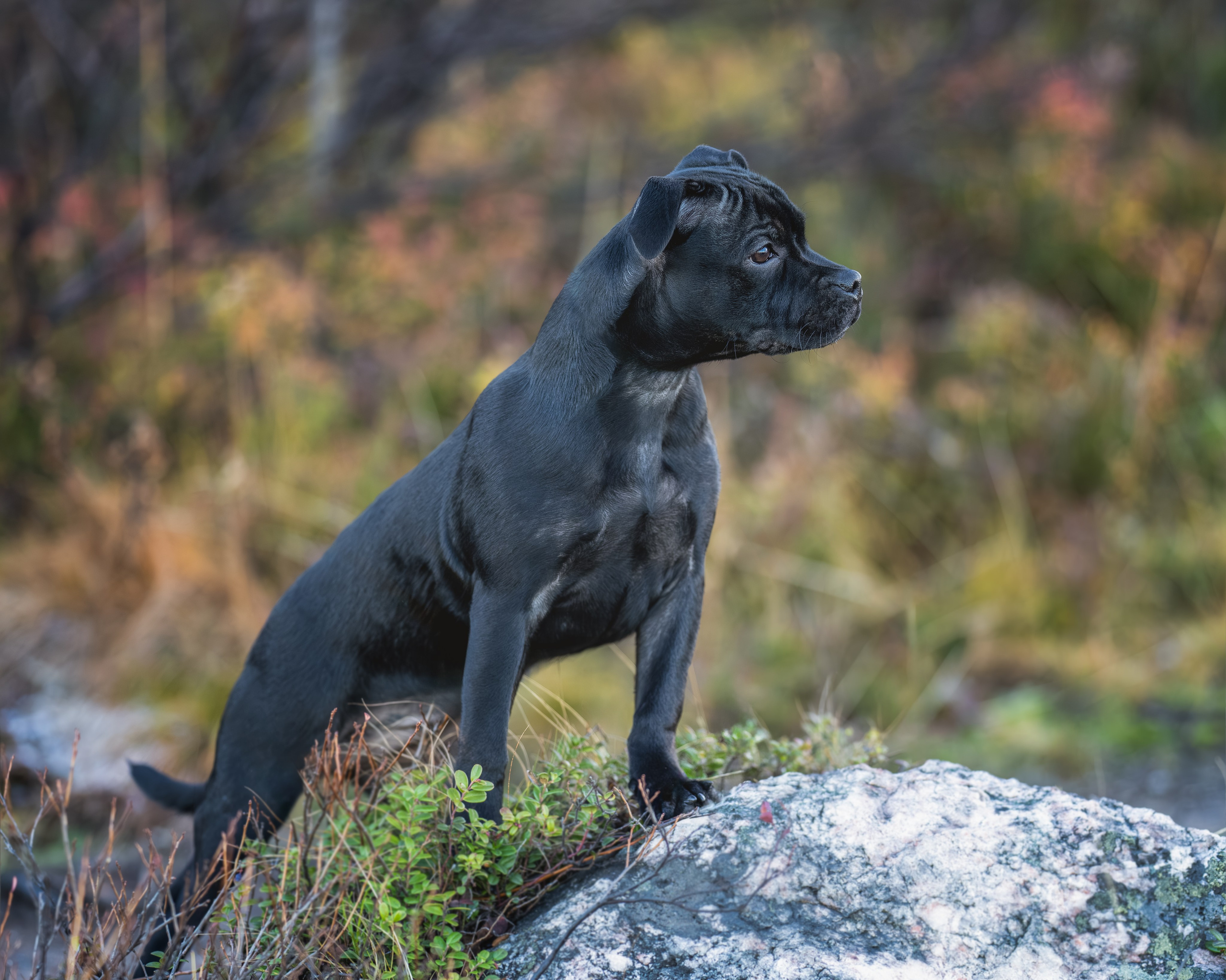 Пуля. Главная