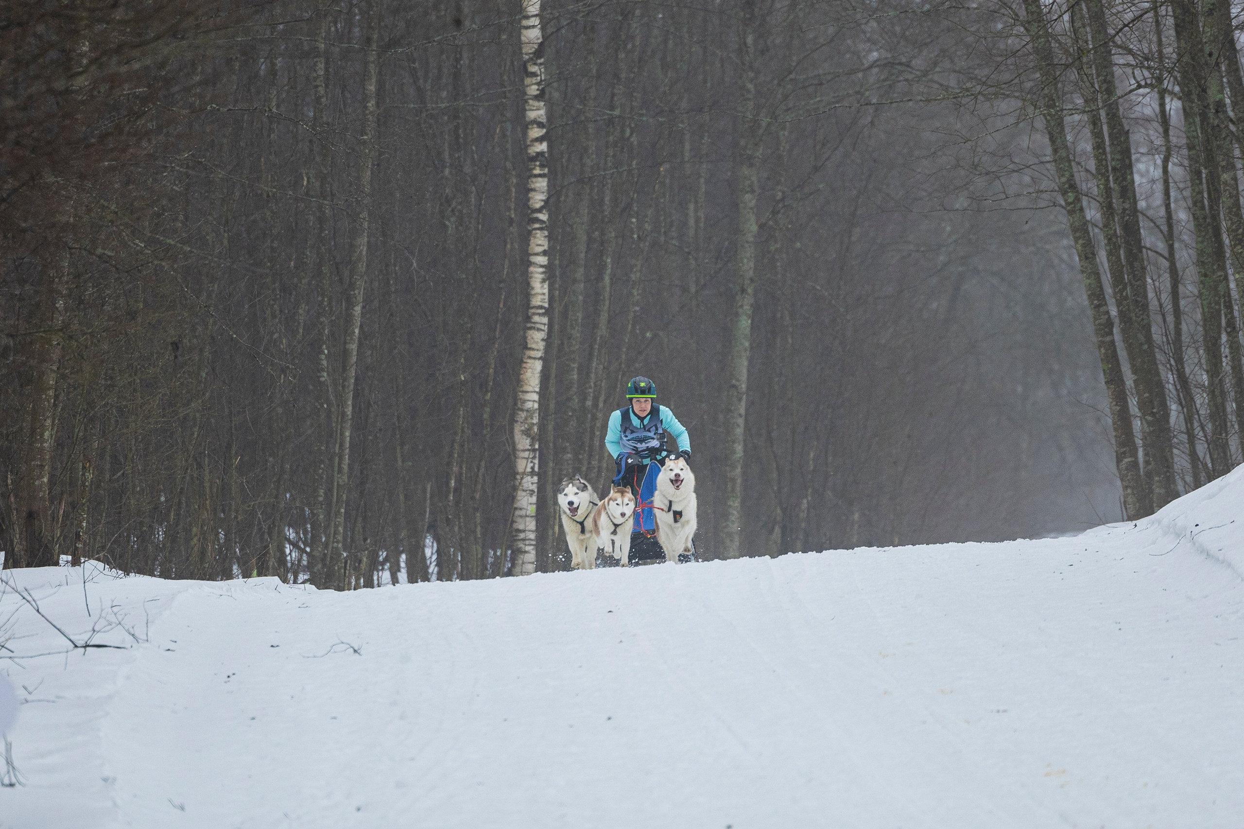 Зимний Чемпионат Санкт-Петербурга по ездовому спорту. Фотограф-анималист Анна Маринич