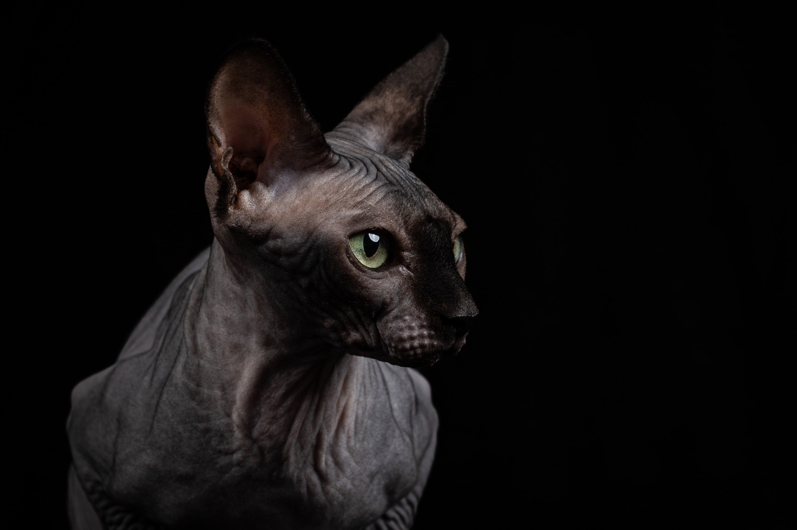 Клёпа | сфинкс. Alexandrovna photography