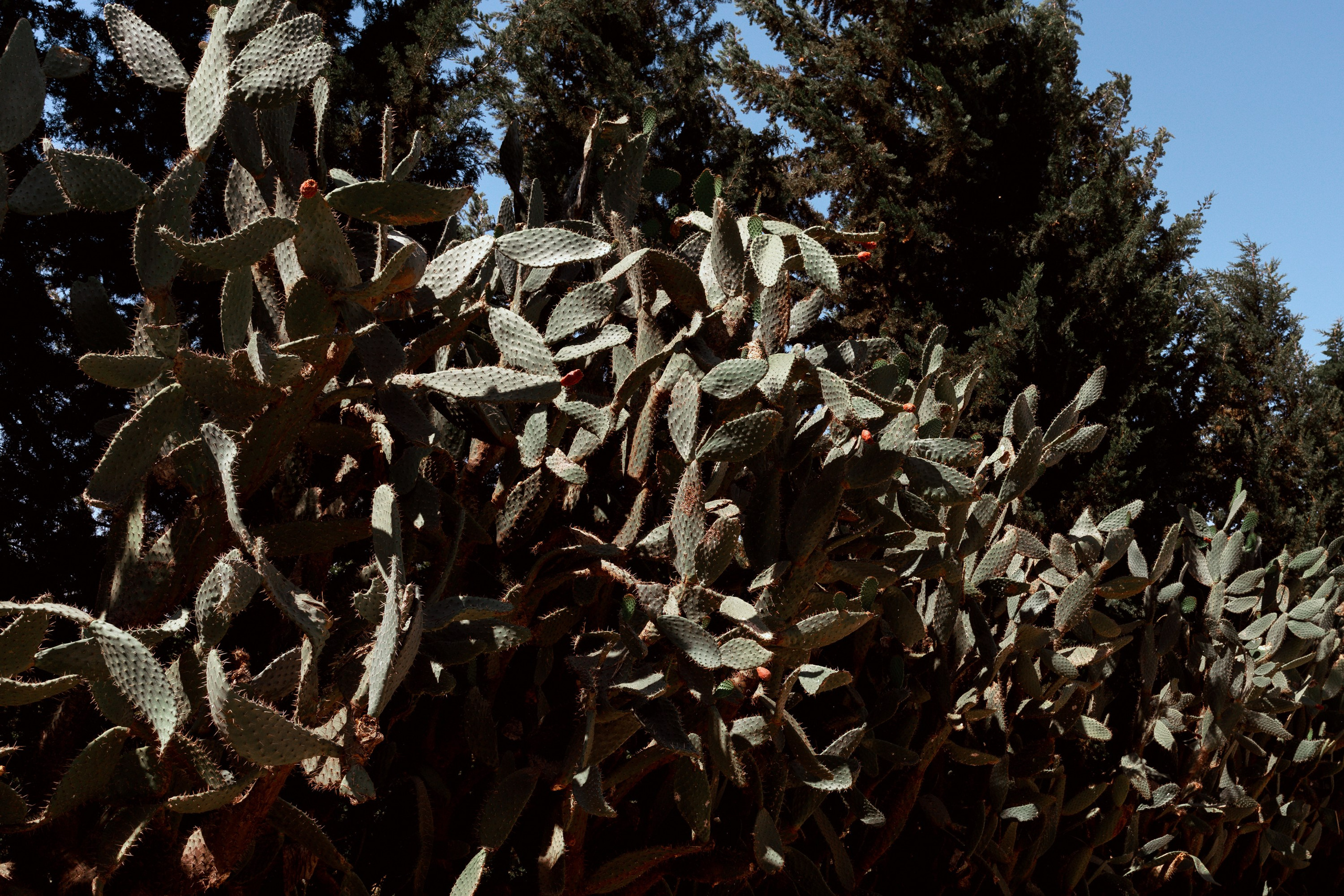 Северная Африка: Тунис, Марокко. Фотограф в Хабаровске. Фотография за 24 часа