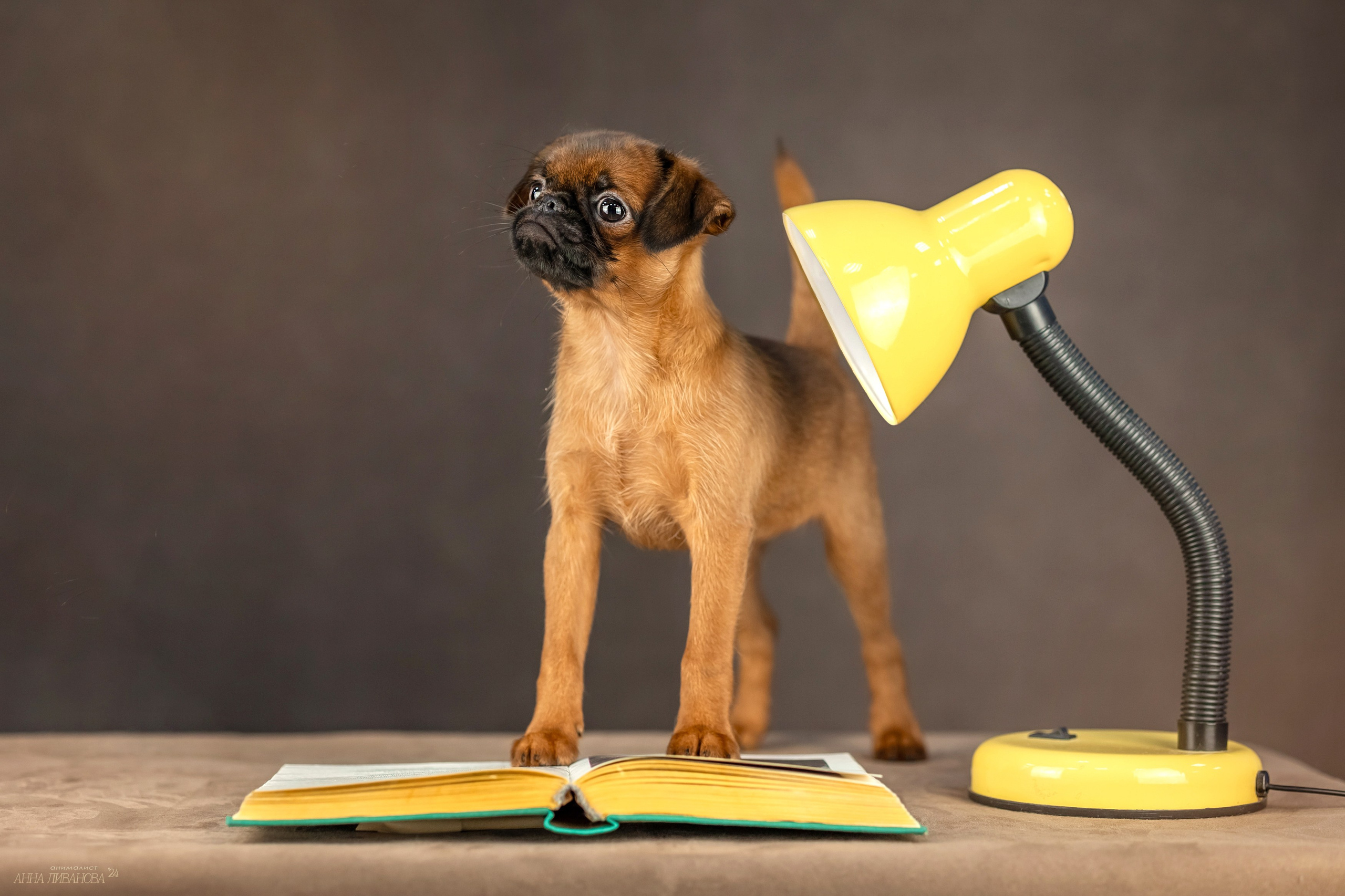 Гриффончики. Фотограф анималист Аня Ливанова | Рыбинск