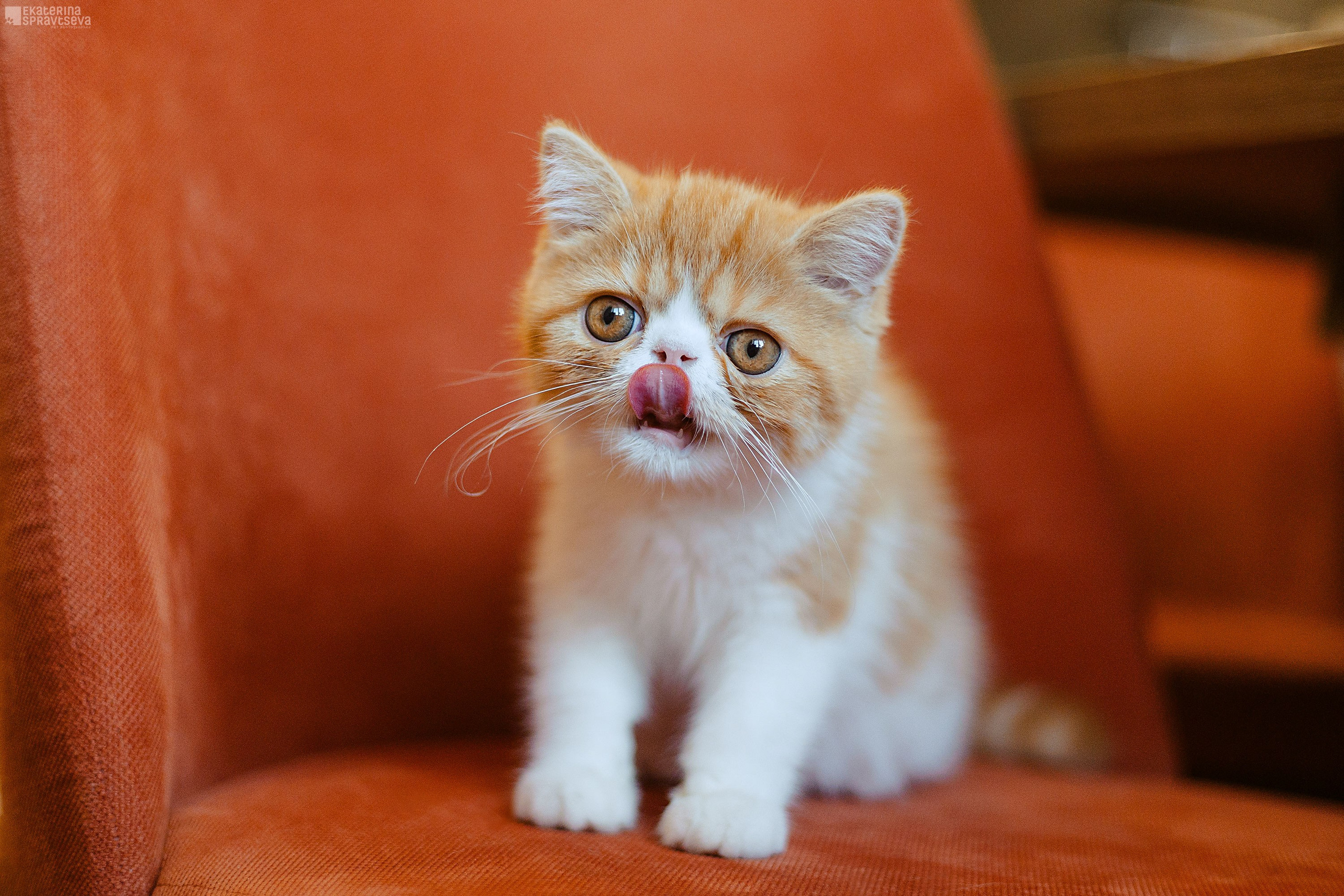 Малыш Уникум, Лиза и Миша. Фотограф Анималист Екатерина Справцева в Нижнем Новгороде
