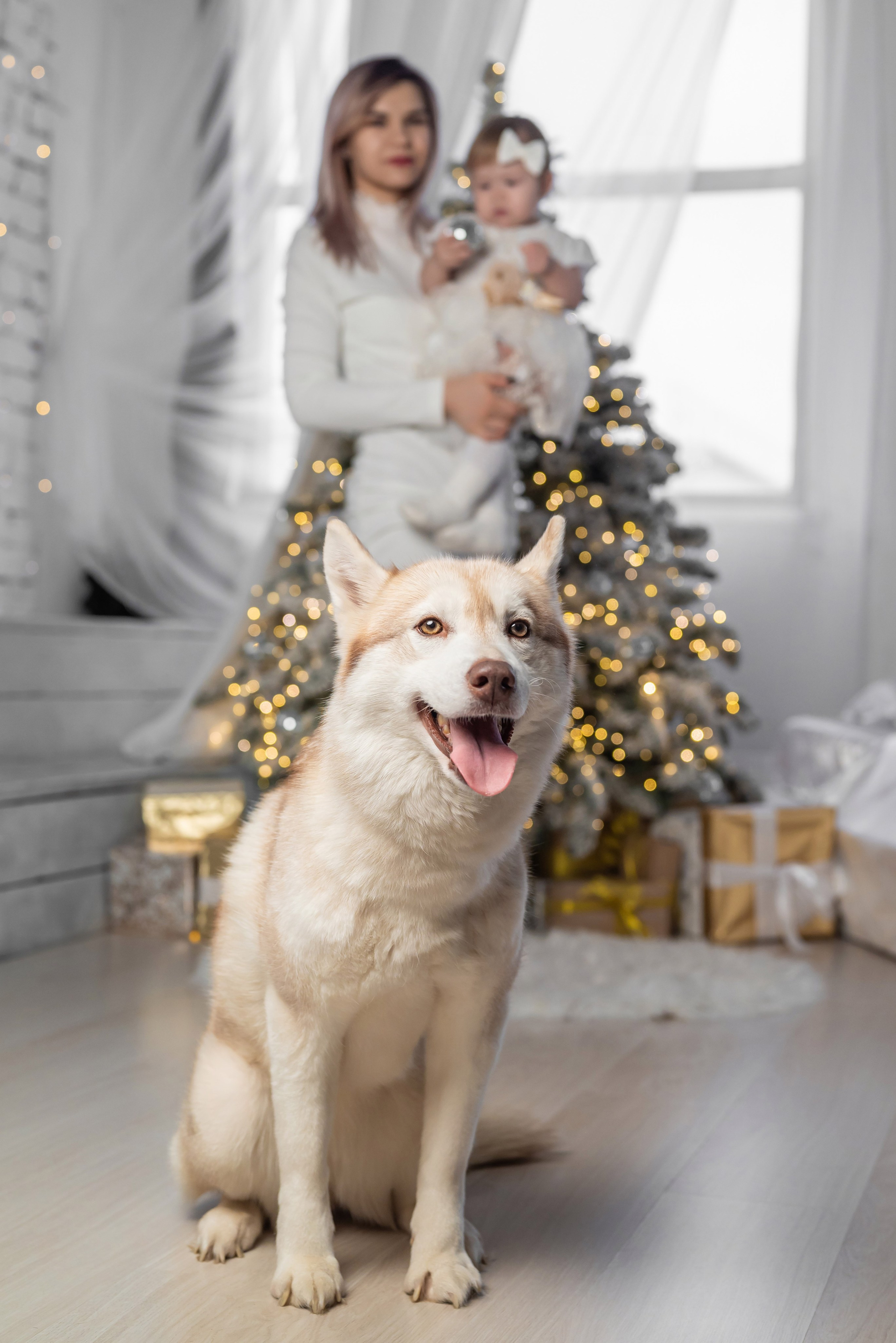 Фотопроект с хаски. Фотограф в городе Салават