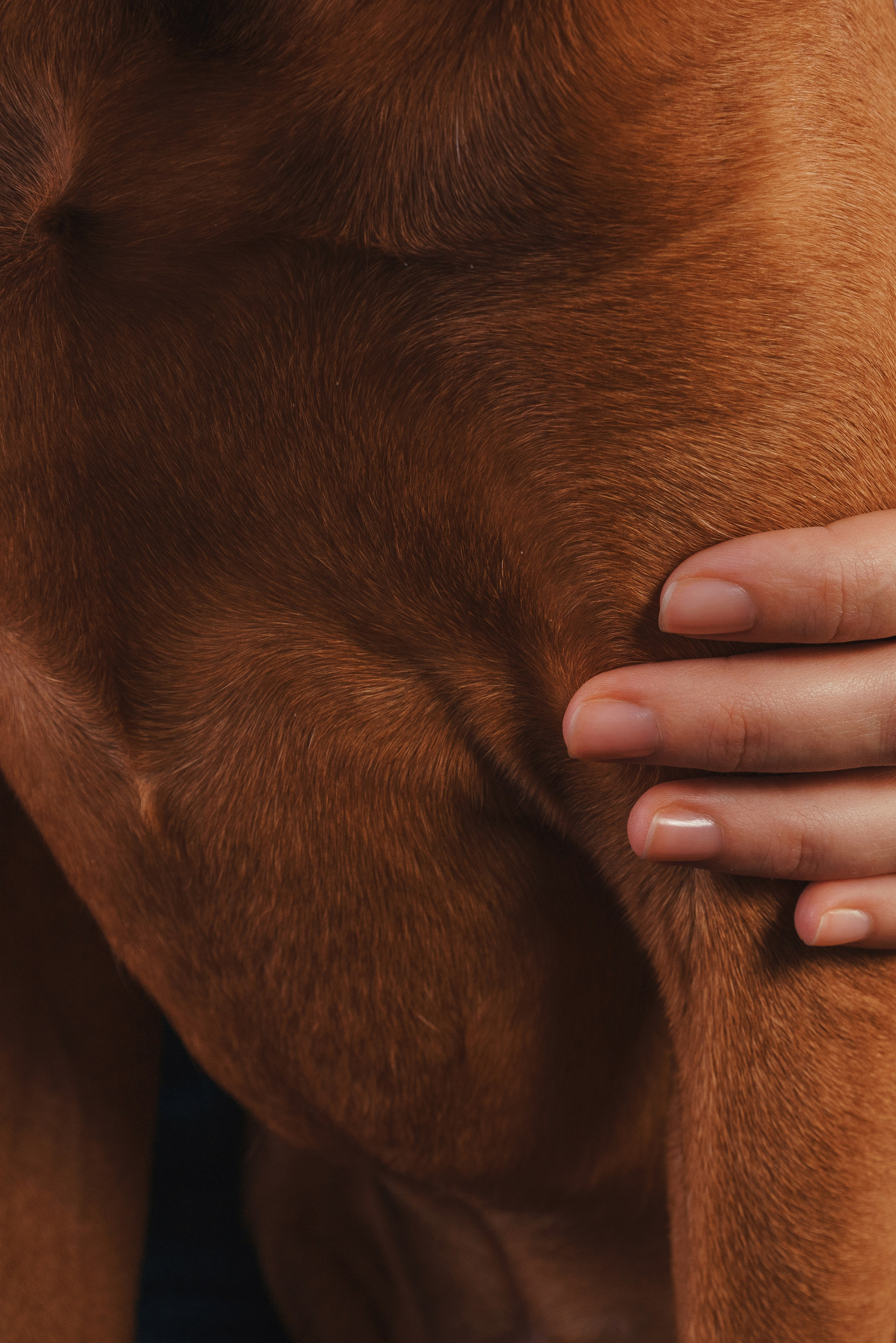 Выжла Гая. Фотограф анималист Осипчикова Мария