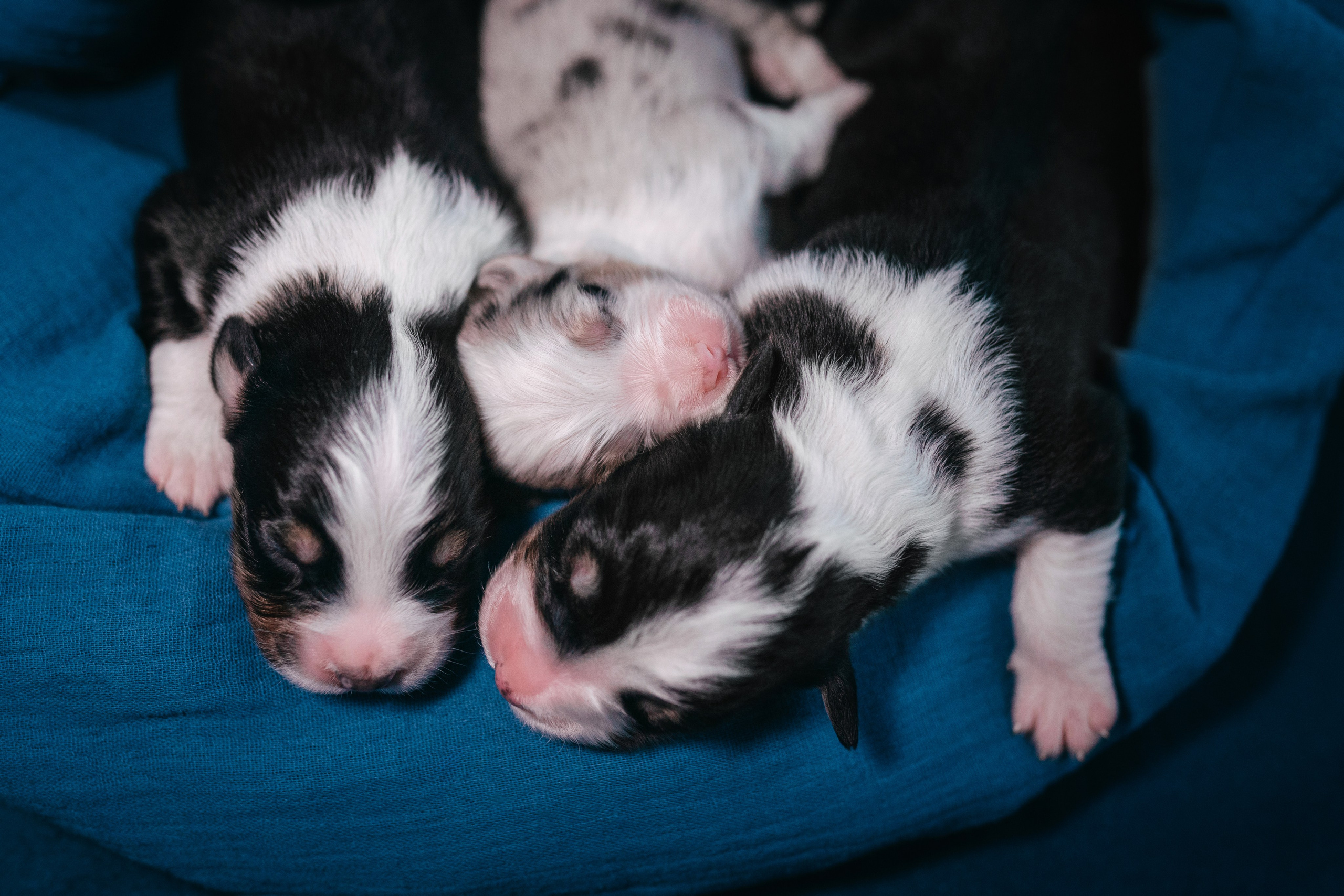 Аусси. Фотограф анималист Осипчикова Мария