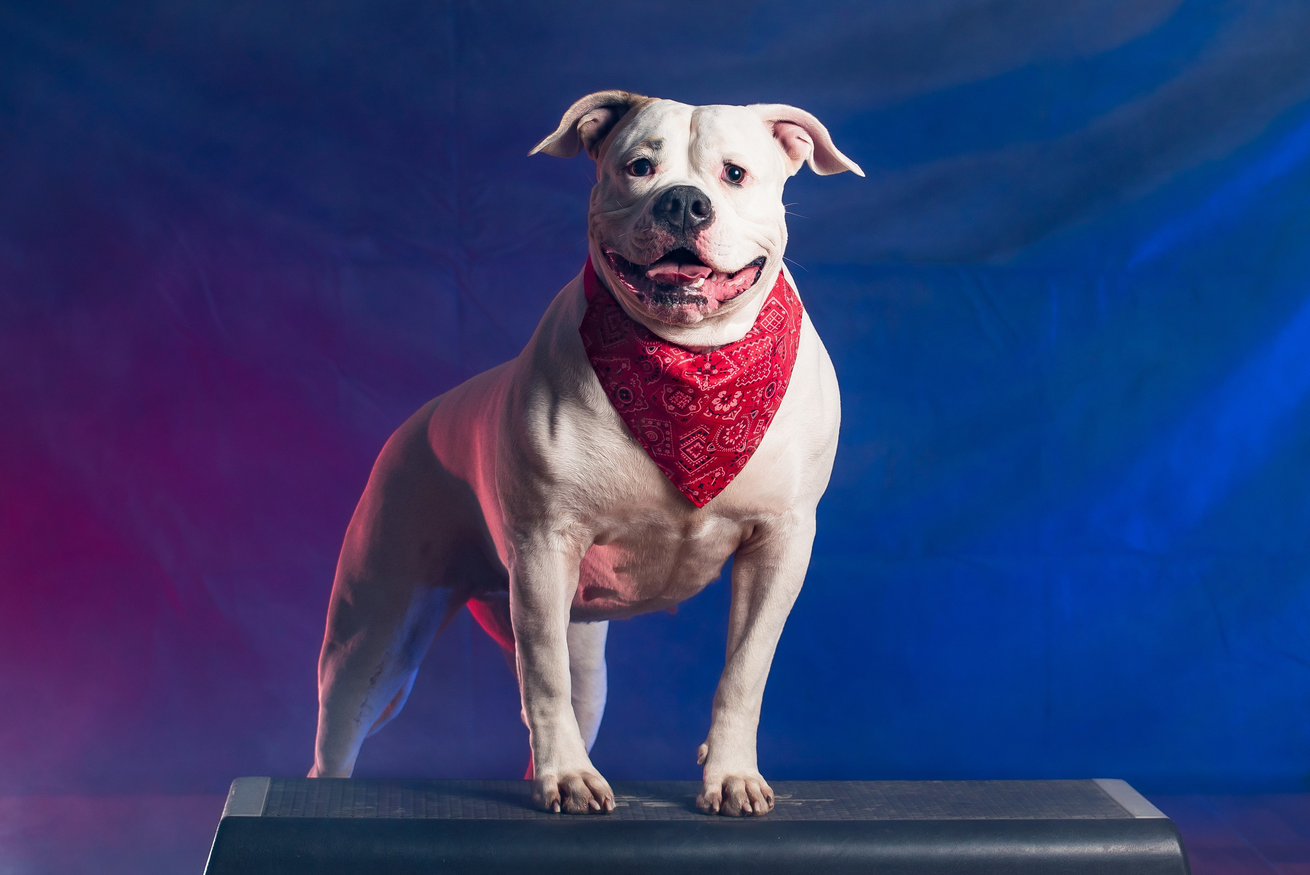 Фотограф собак. Фотограф Макс Огурцов в Нижнем Новгороде