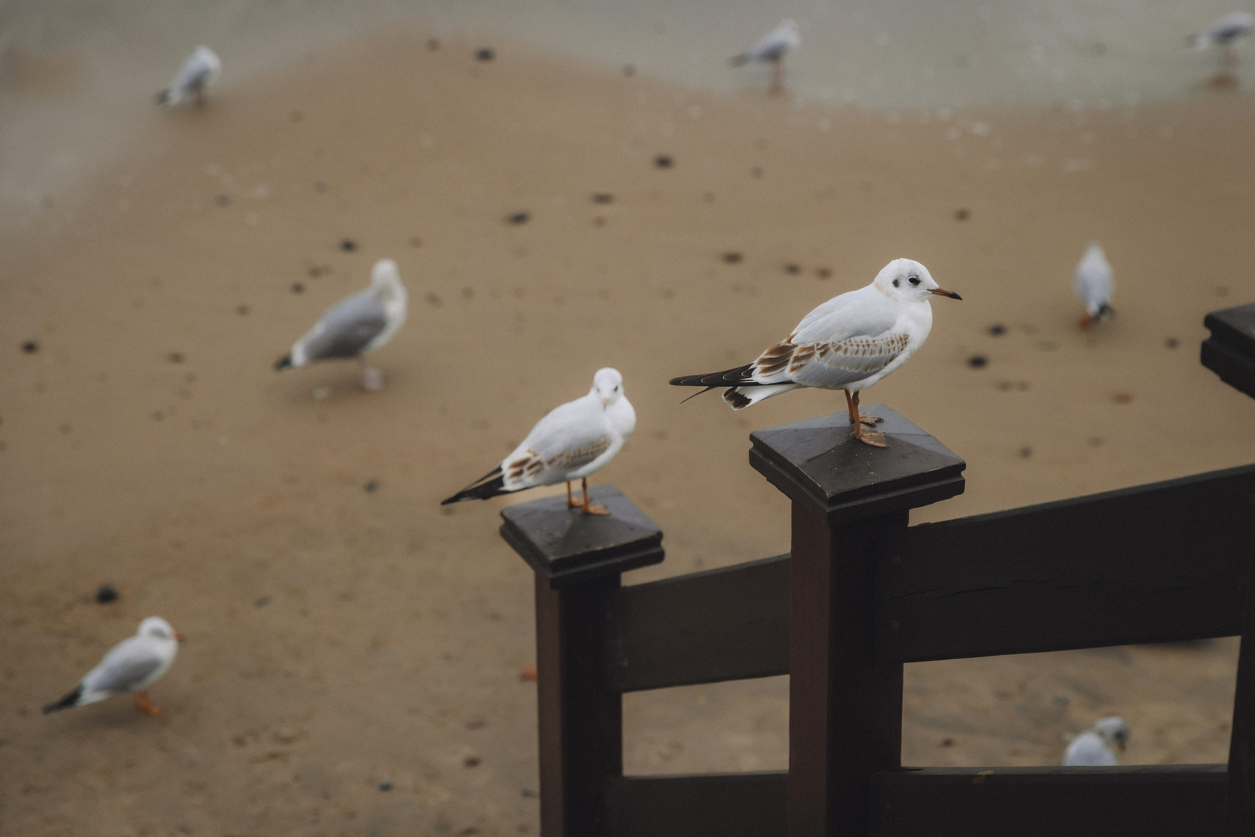 Море + ветер + чайки = Балтика. Фотограф Зеленоградск Красильникова Елена