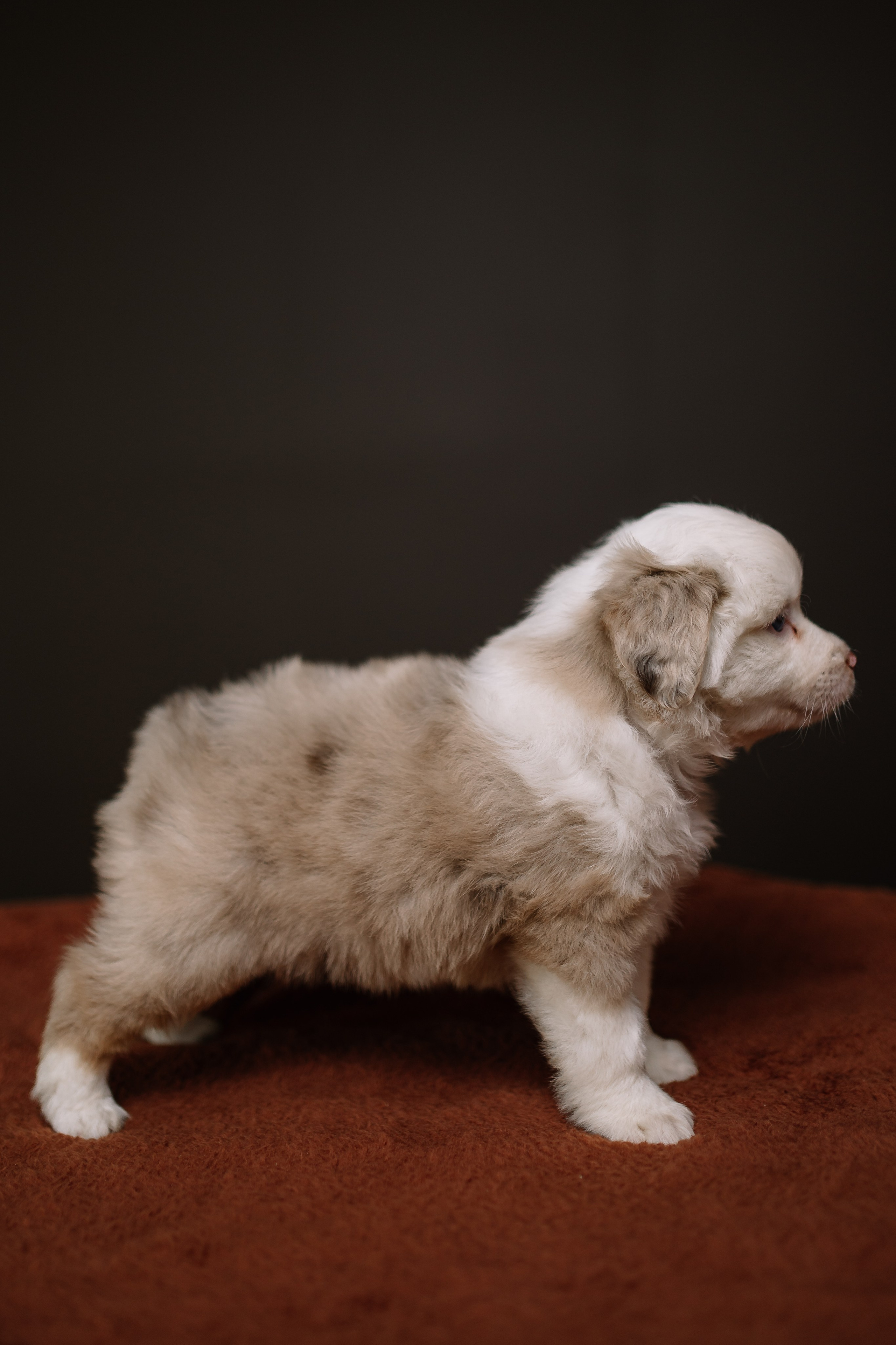 Щенки Миниатюрной американской овчарки. В студии. Фотограф Александра Кузнецова