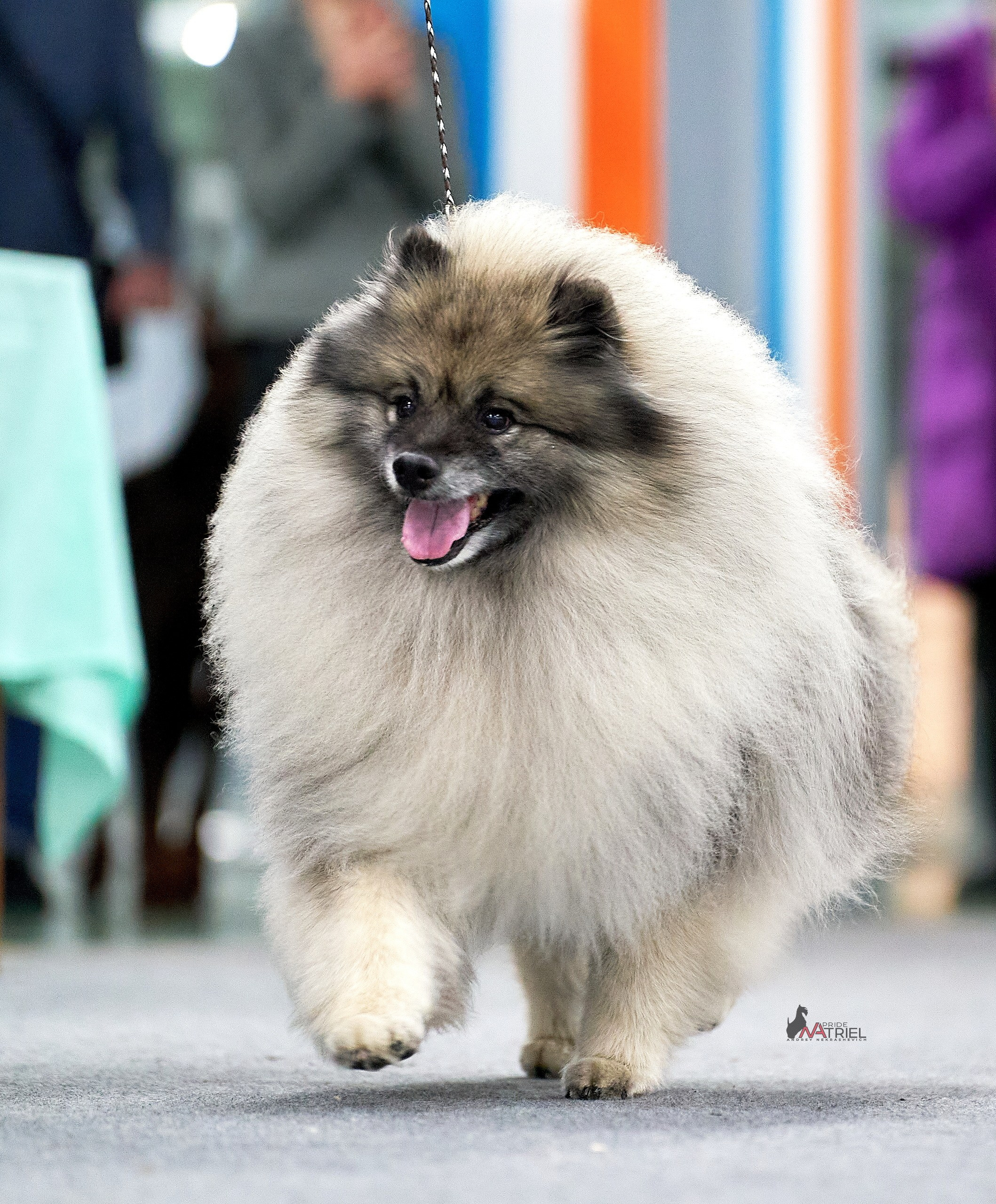 Работа в рингах — галерея NATRIEL