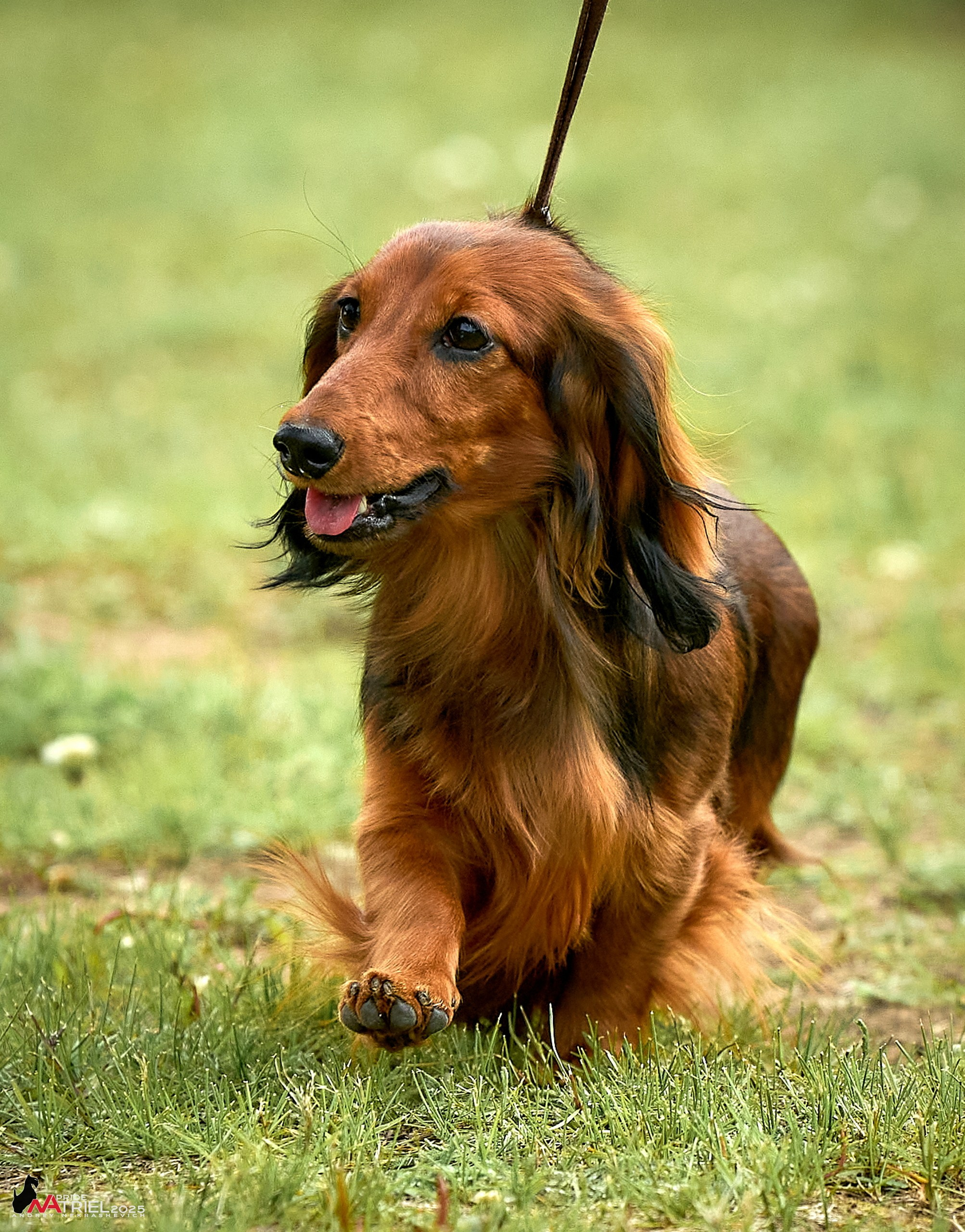 Выставка собак Суздаль-Владимир