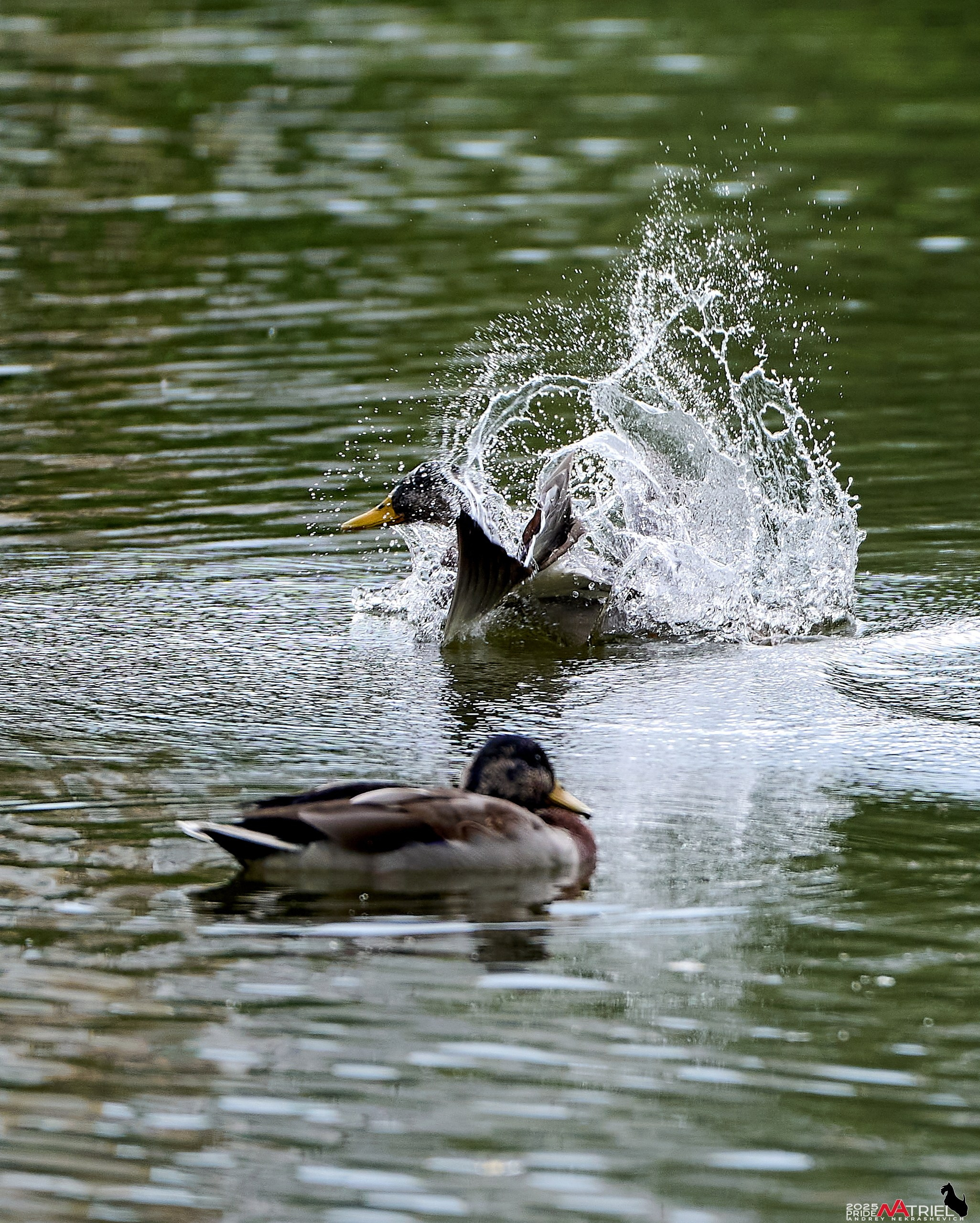 Утки на пруду
