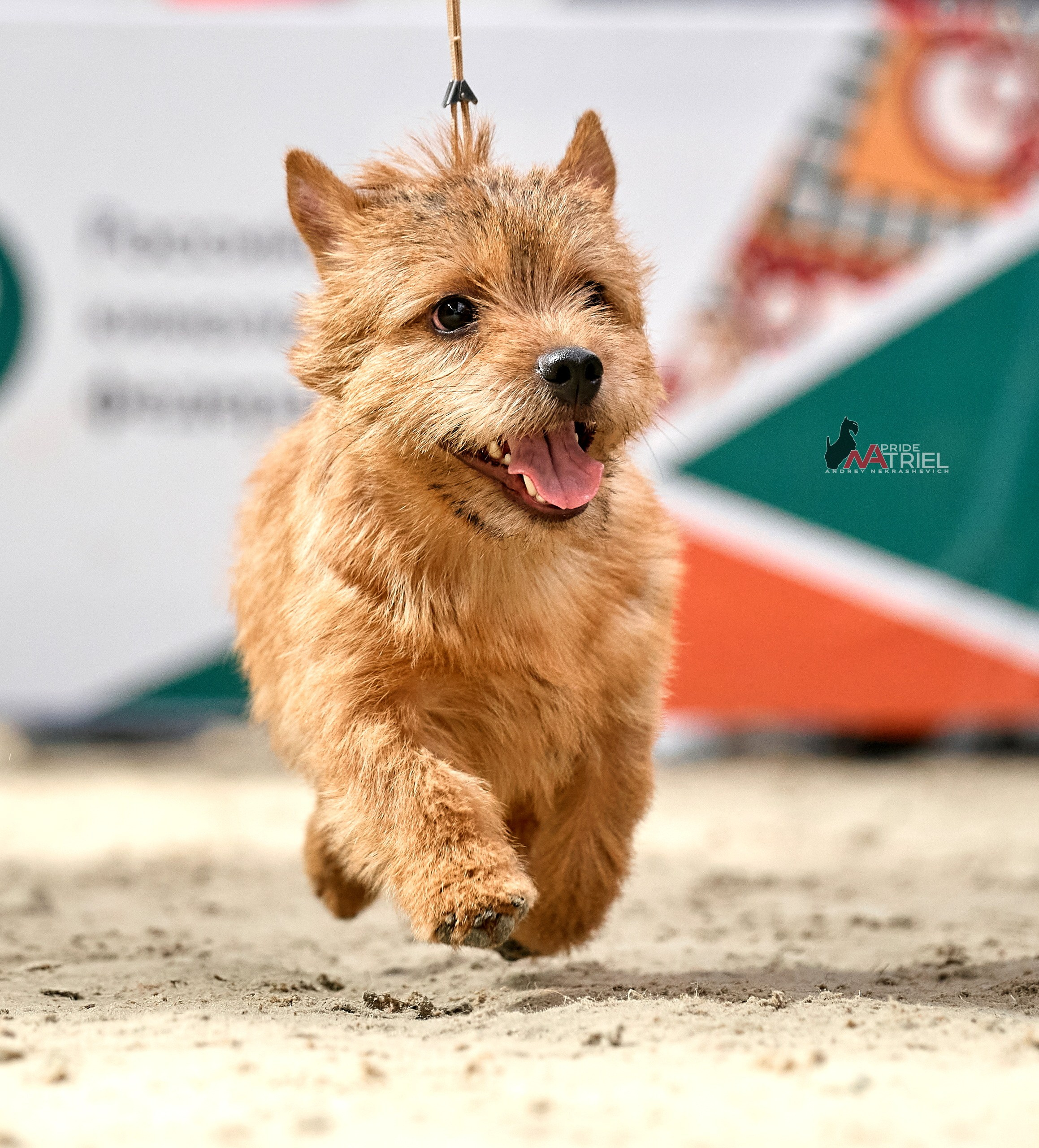 Работа в рингах — галерея NATRIEL