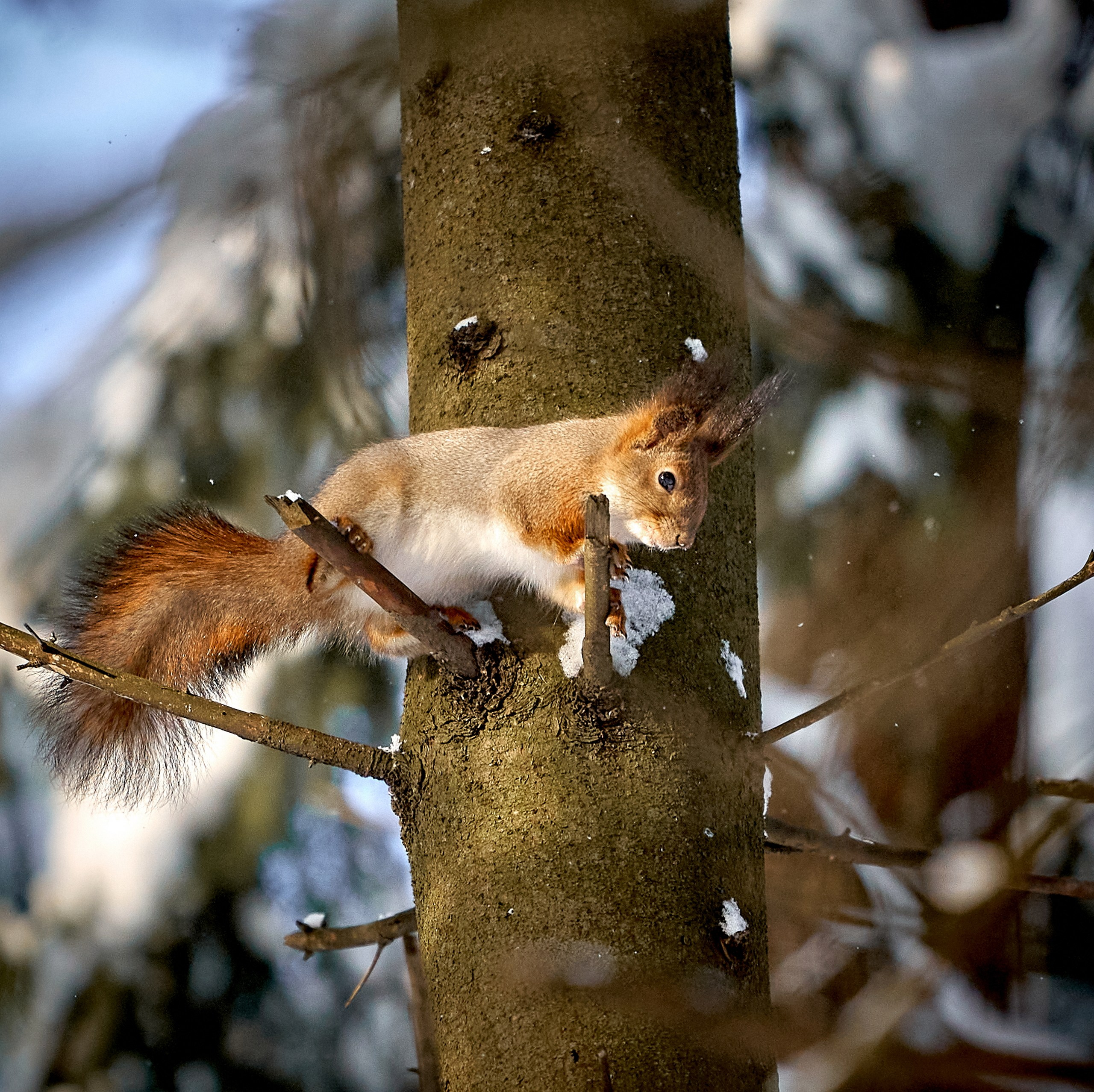 Животные — галерея NATRIEL
