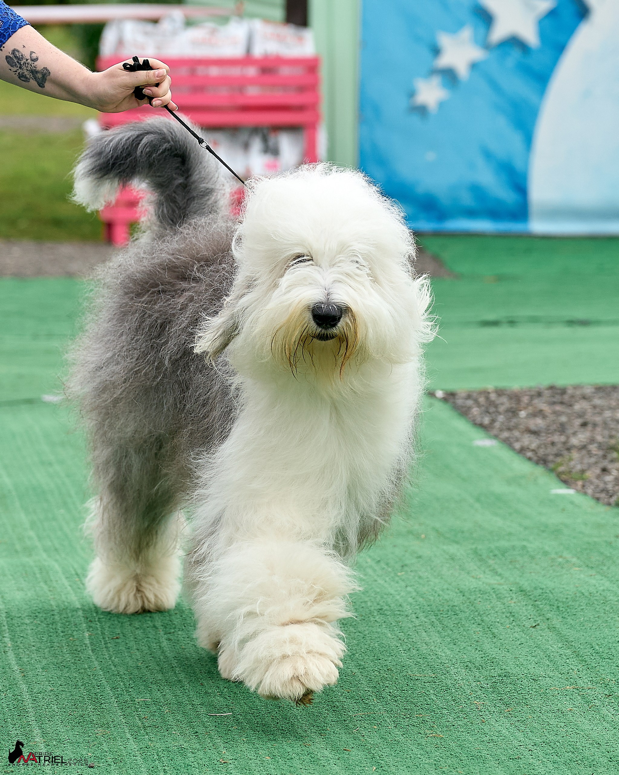 Репортаж с выставки собак