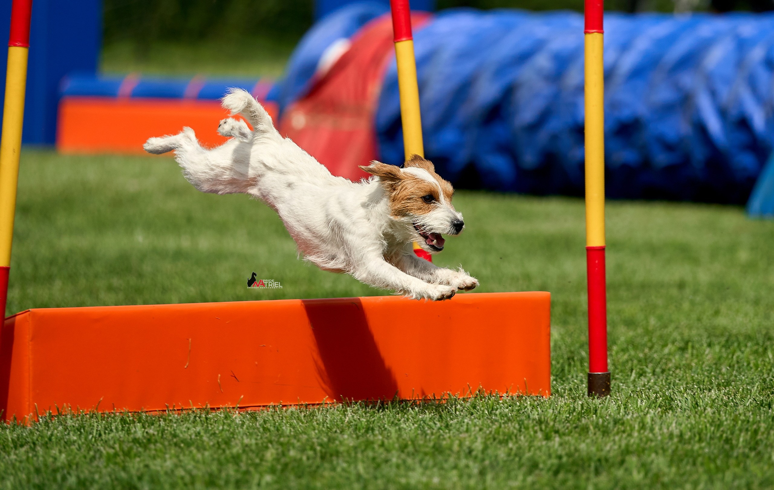 Аджилити — галерея NATRIEL