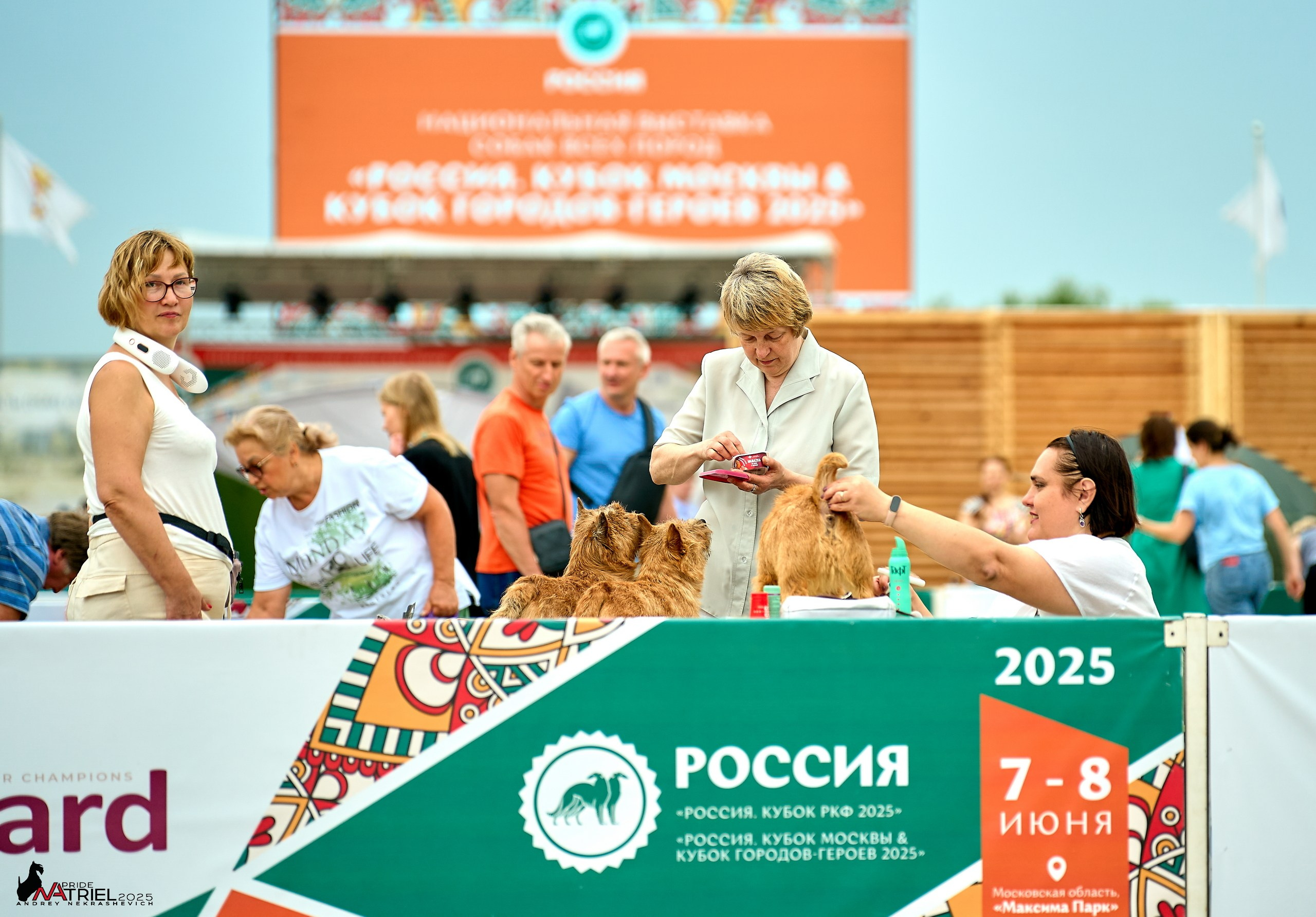 Выставка собак РОССИЯ — 2025