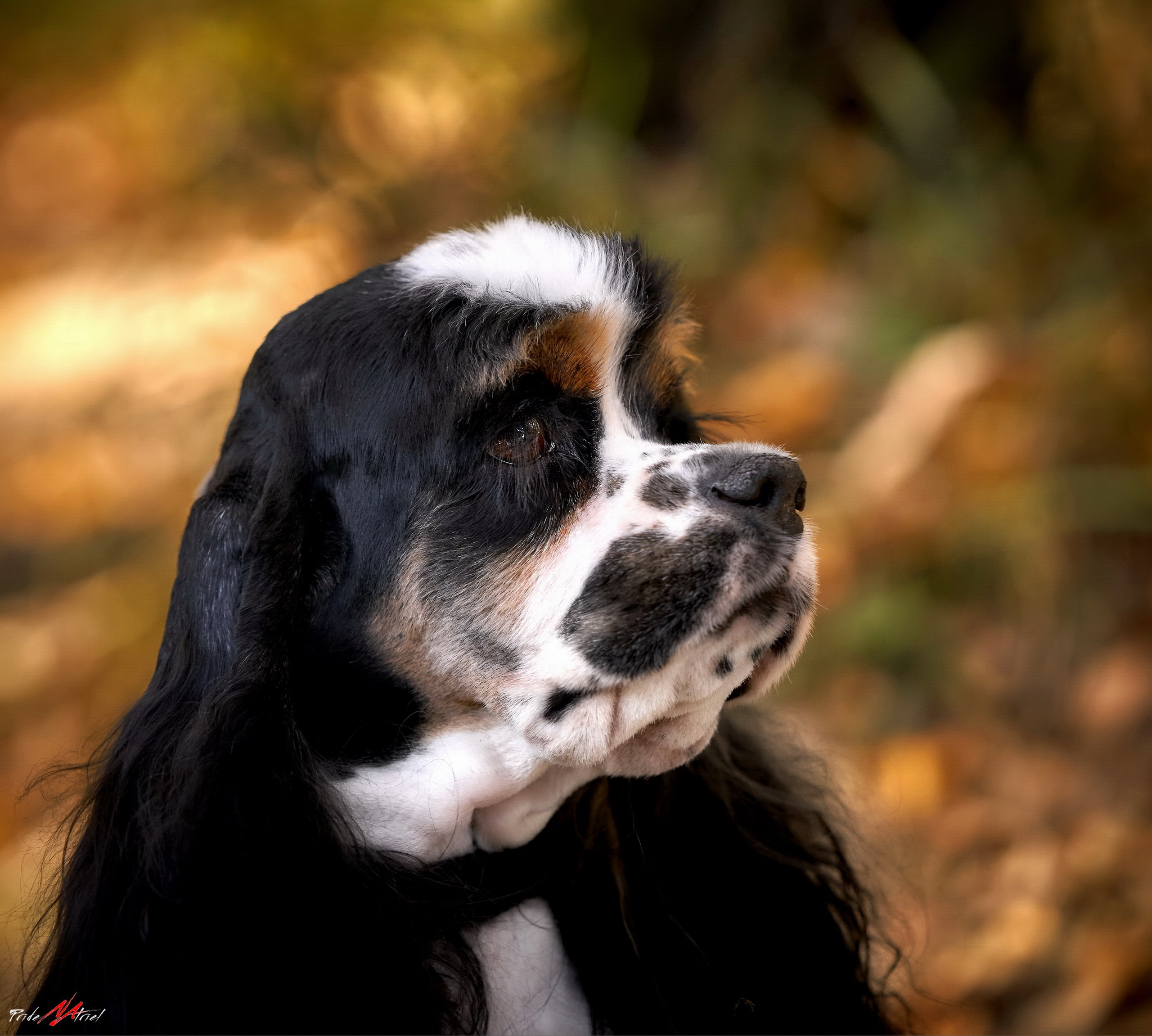 Портреты собак — галерея NATRIEL