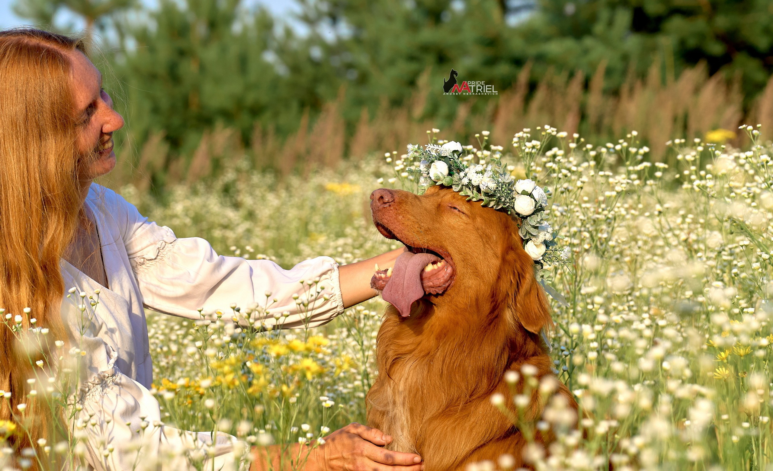 Собаки и Люди — галерея NATRIEL