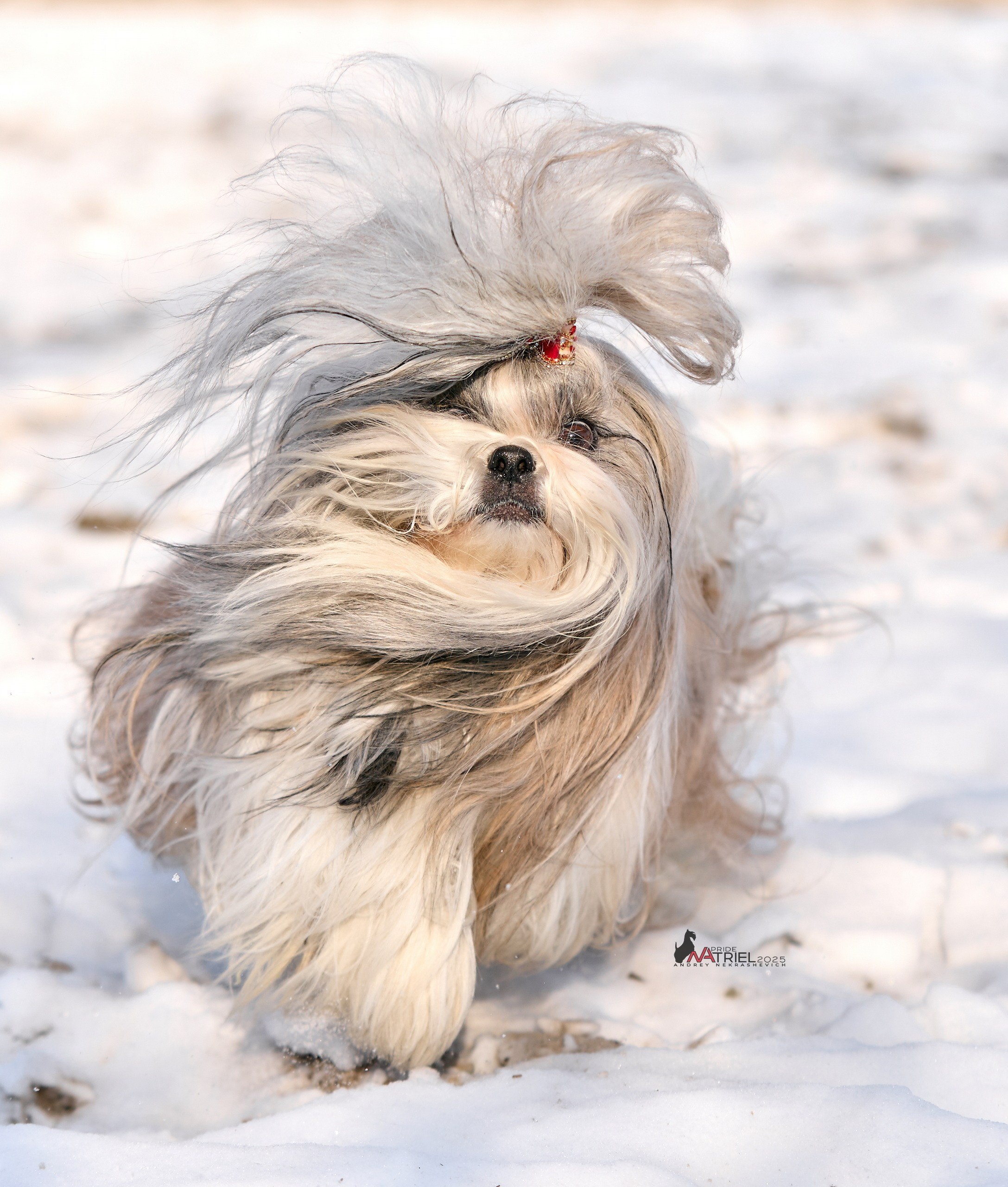 Съемка ши-тсу с мобильным светом