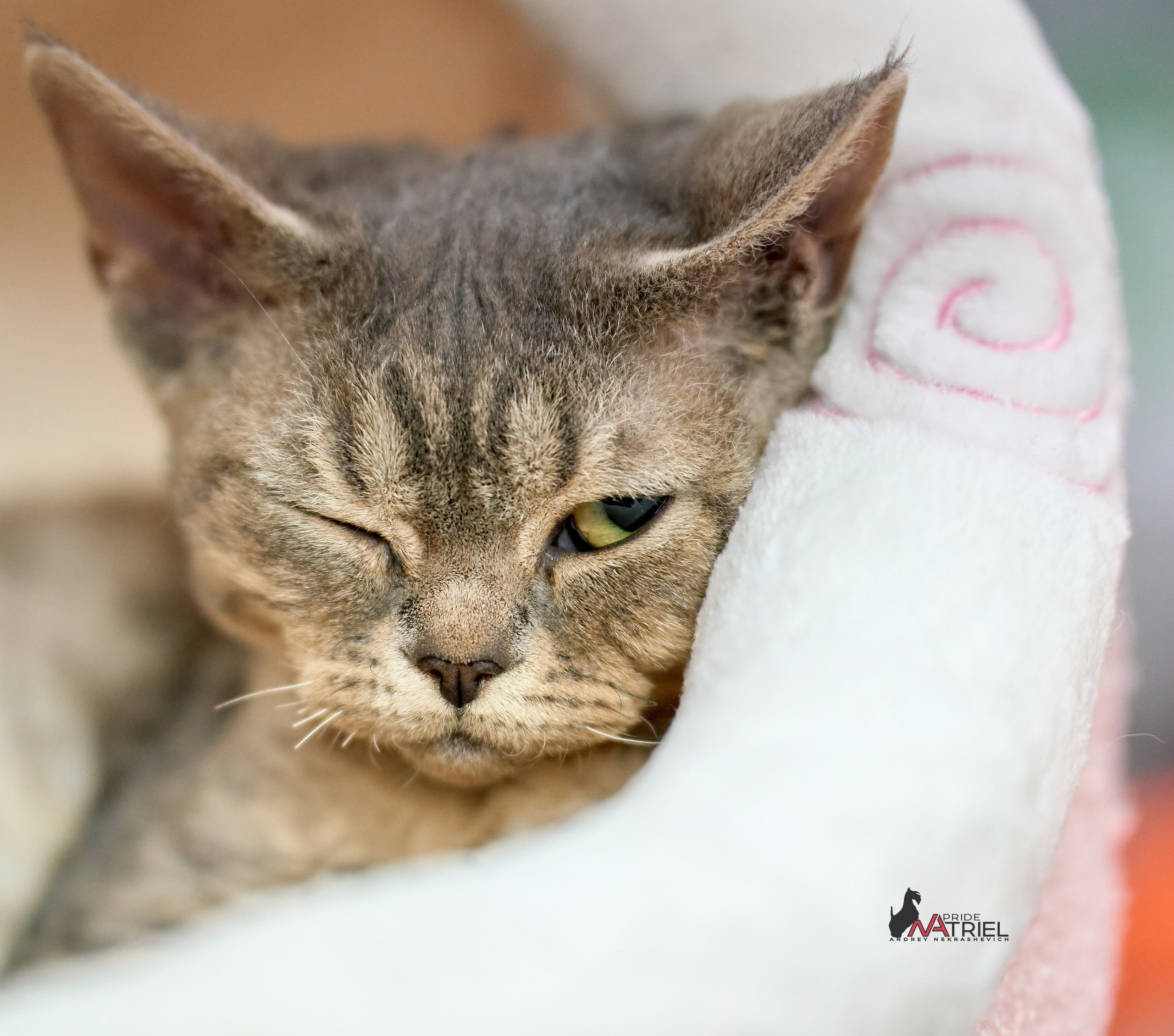 Кошки на выставках — галерея NATRIEL