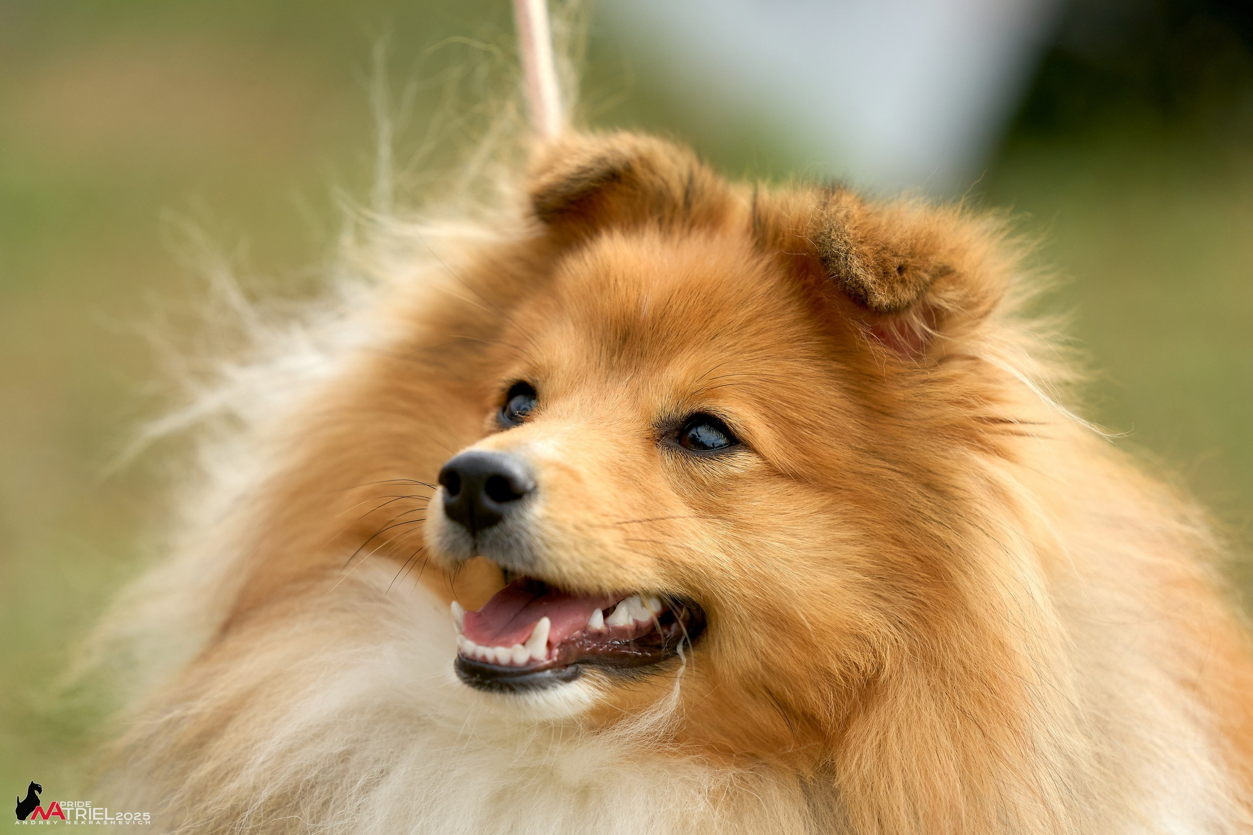 Выставка собак Суздаль-Владимир